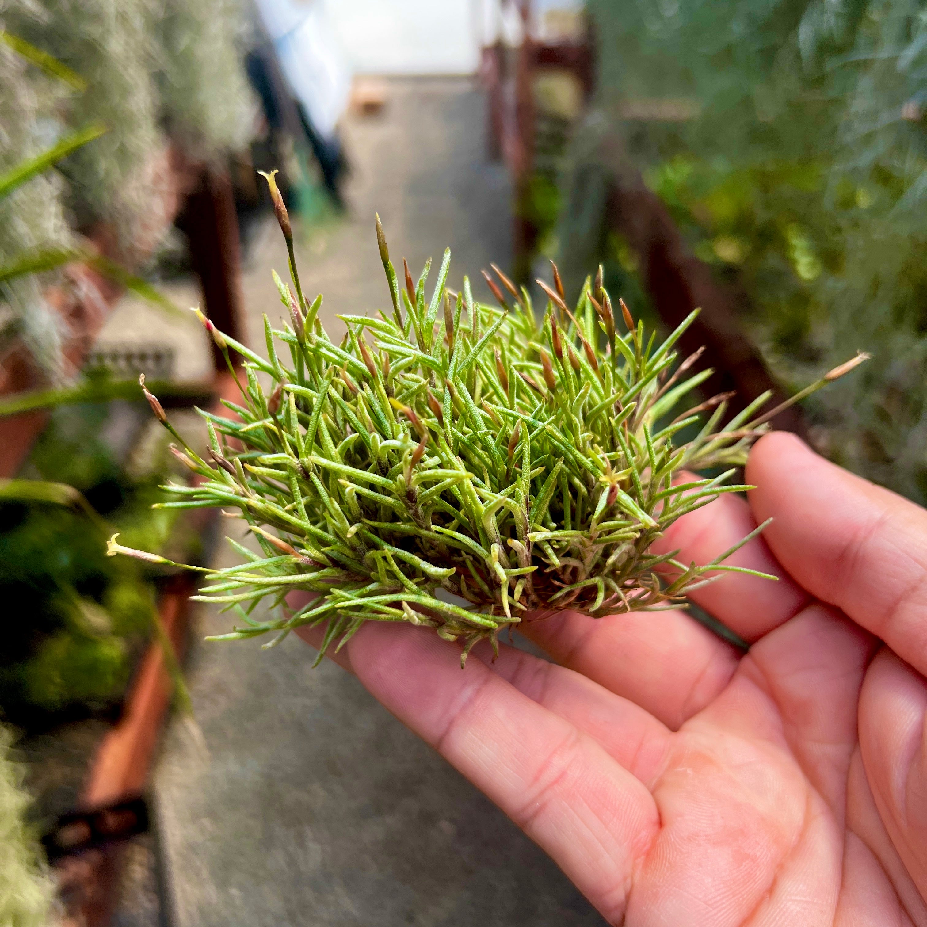 Tillandsia Capillaris Air Plant Clump Subgenus Diaphoranthema Miniature Houseplant Decor