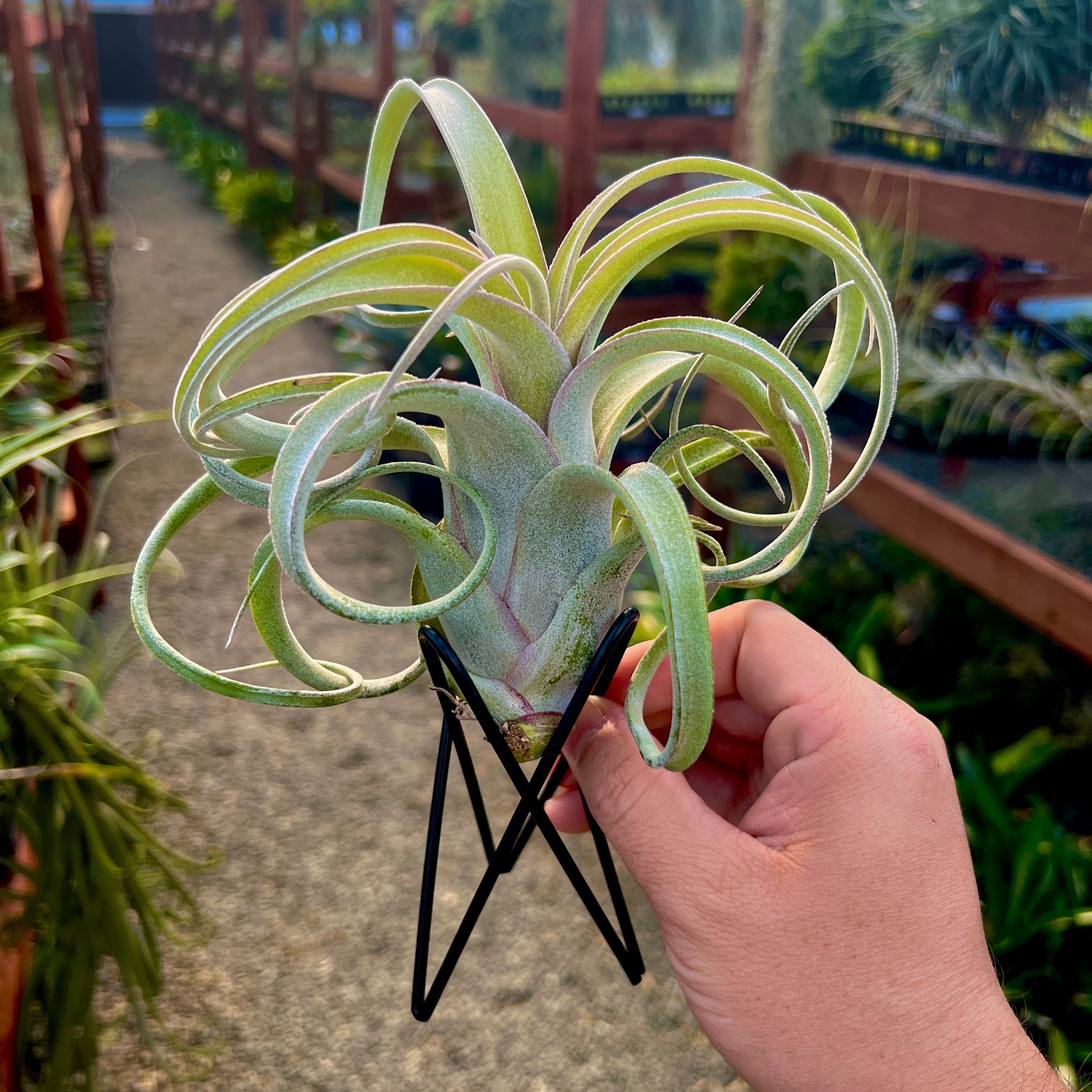 air plant black base 3 Pack Geometric Wire Air Plant Stand (Black) PLANTS NOT INCLUDED