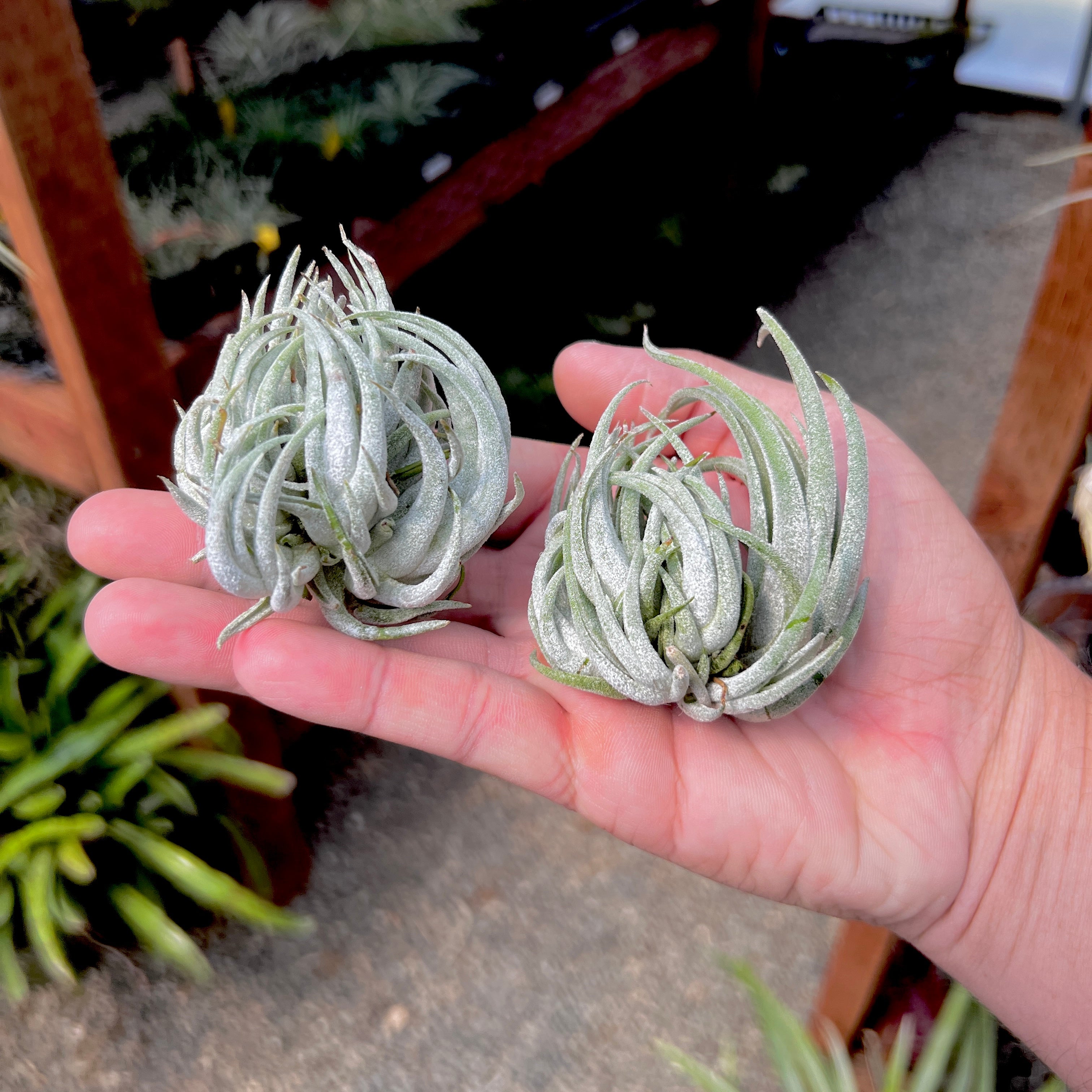 Mitlaensis Small Seedling Cluster