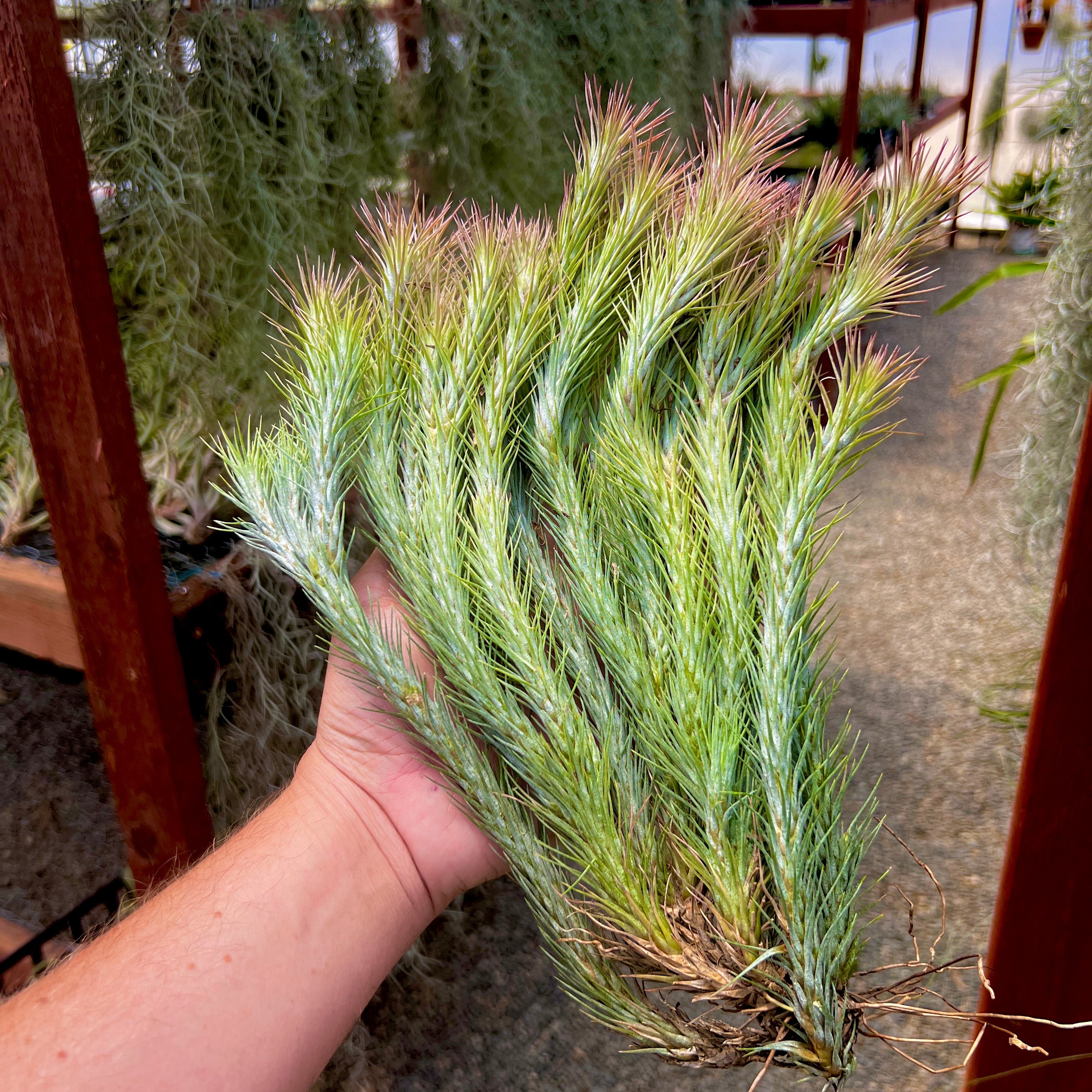 Tillandsia funckiana hanging air plant clump on wire with many pups offsets