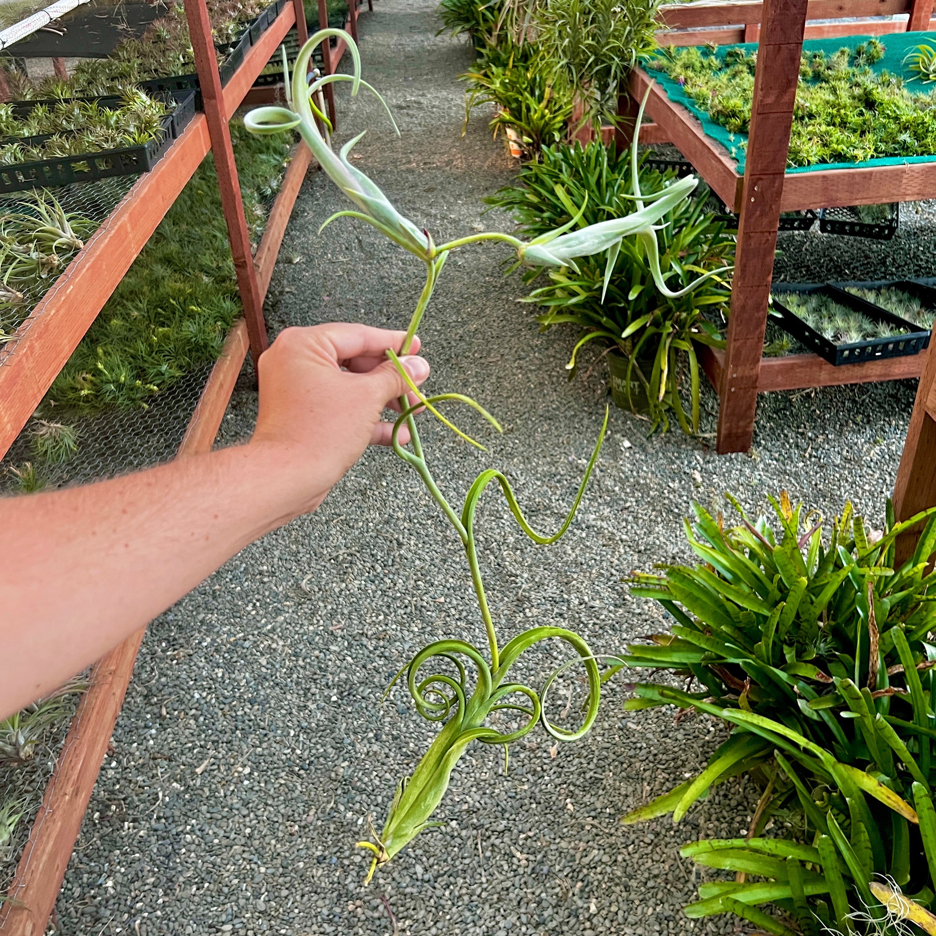 Intermedia Propagation Clump