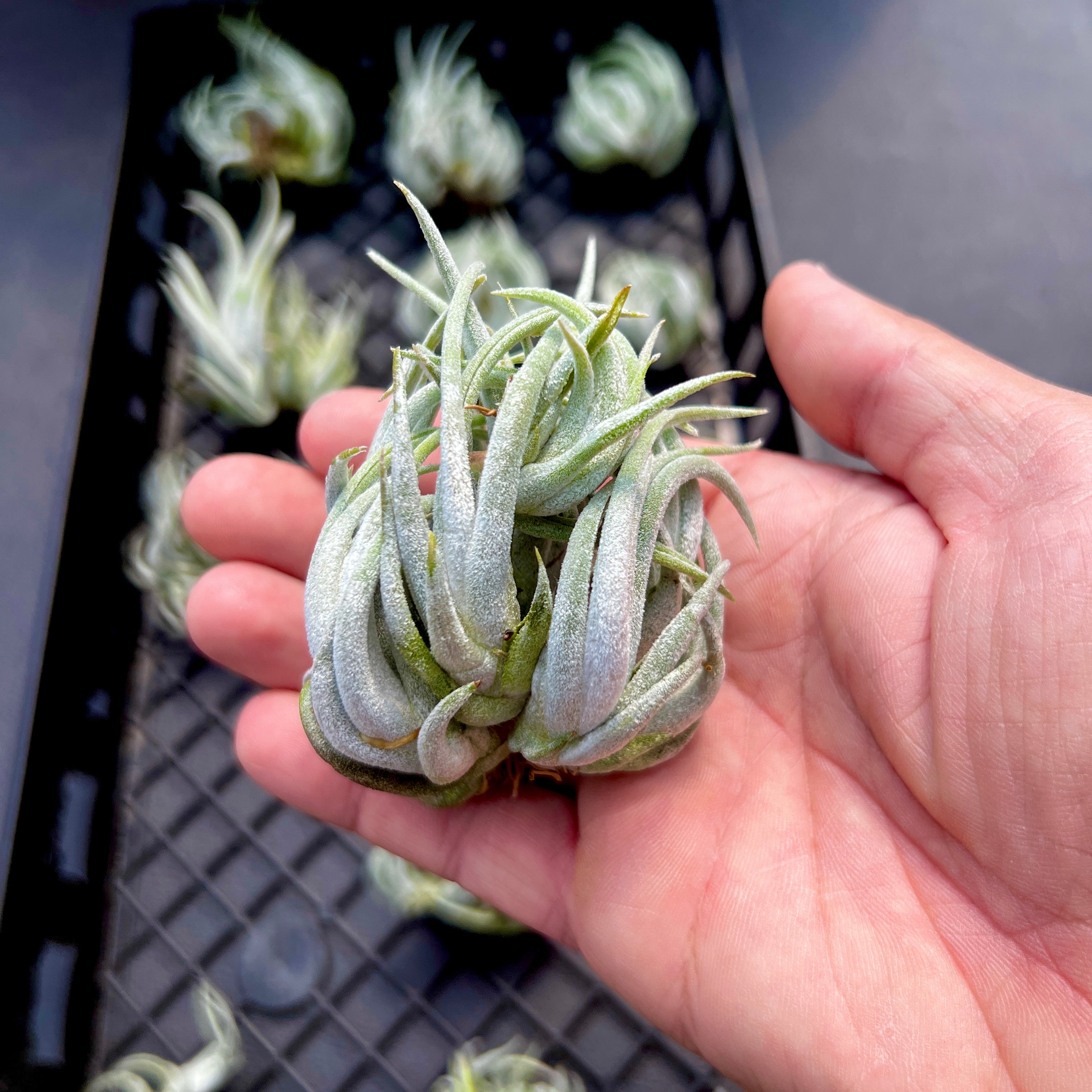 Mitlaensis Small Seedling Cluster