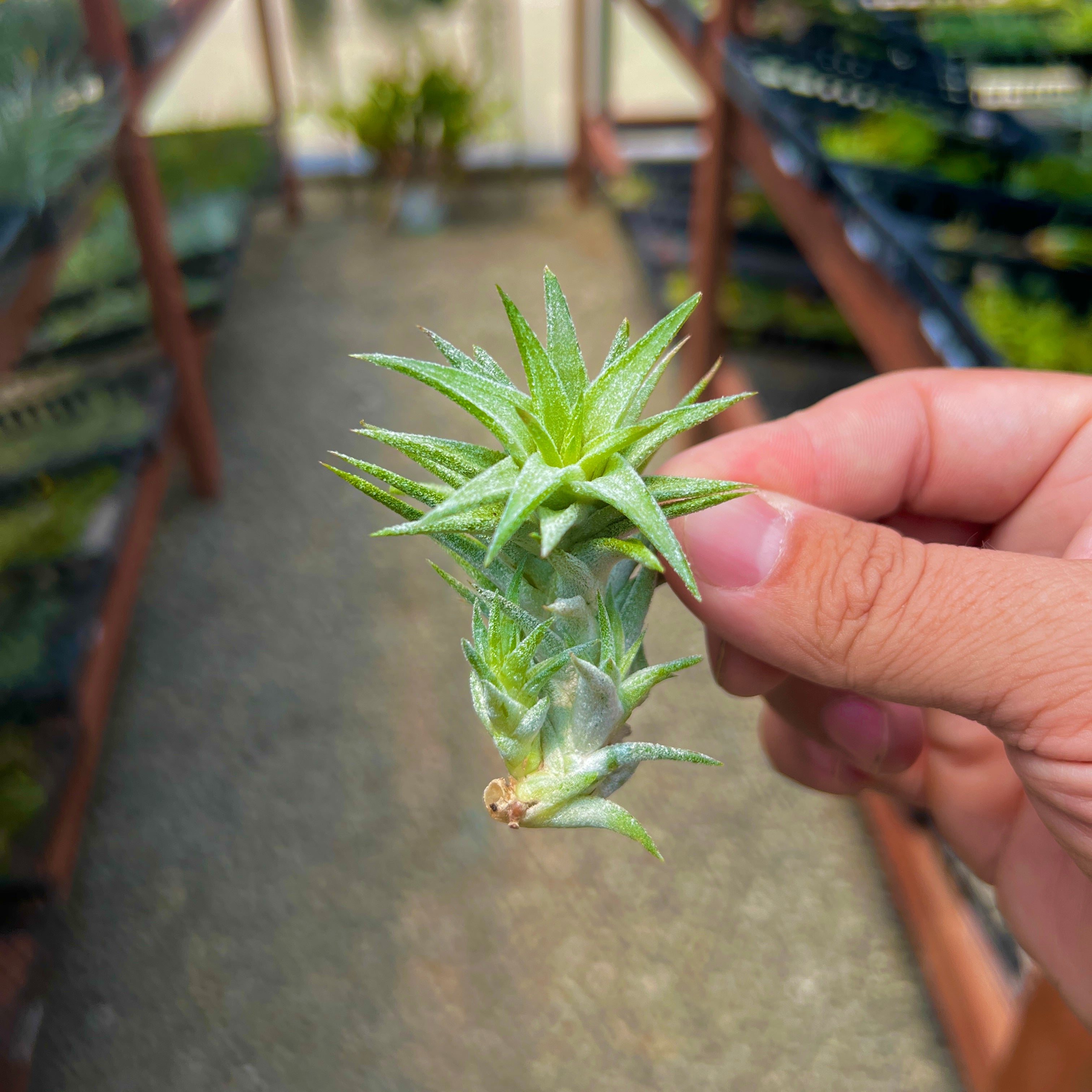 Ionantha Vanhyningii