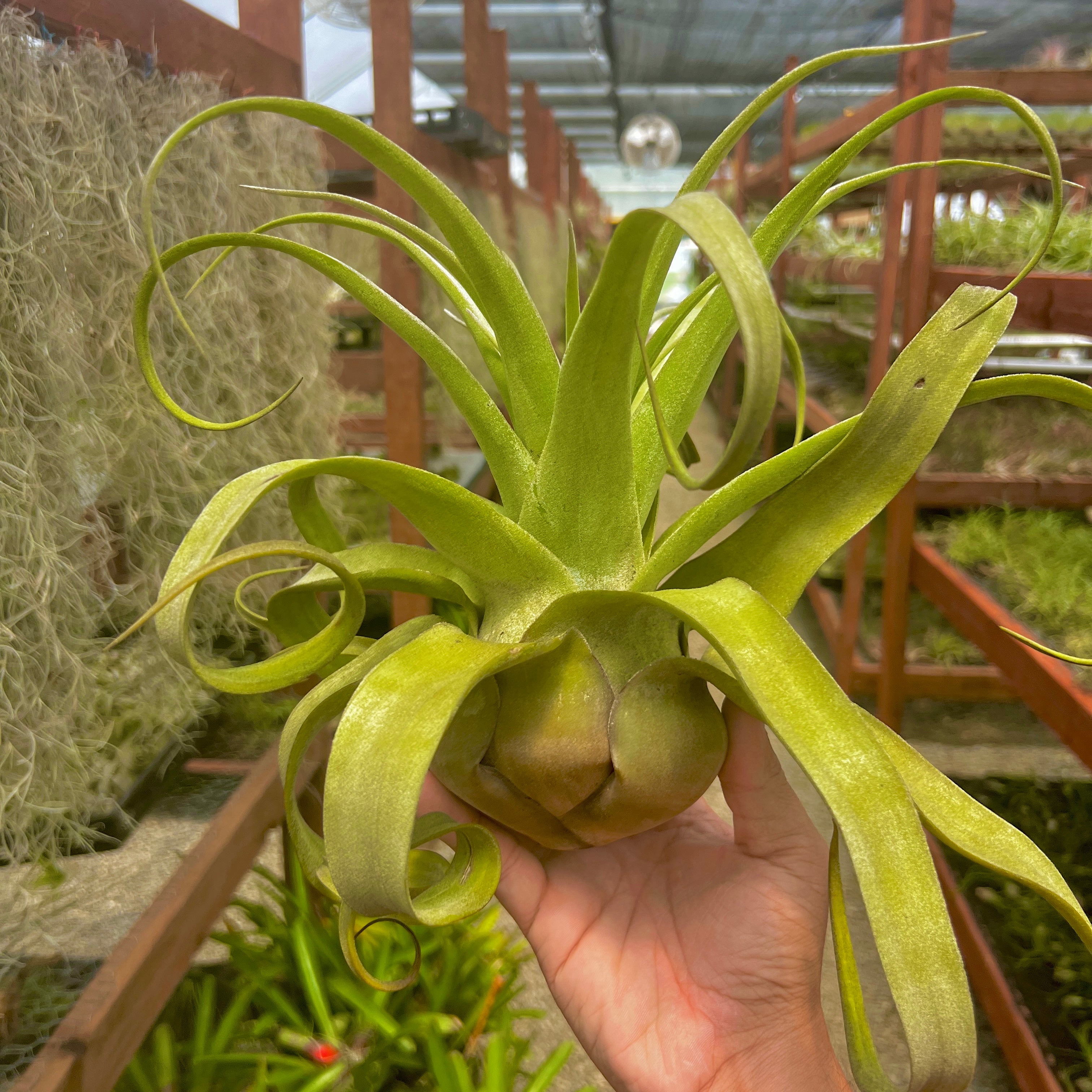 Streptophylla Giant