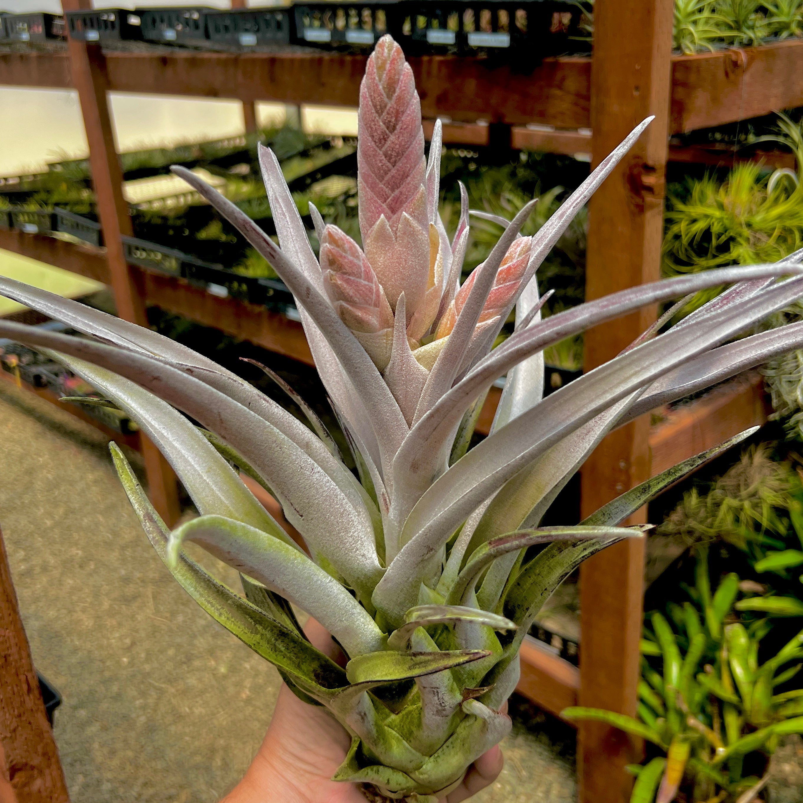 chiapensis air plant Chiapensis Giant Form , (In Bud!) *SALE!!!!*