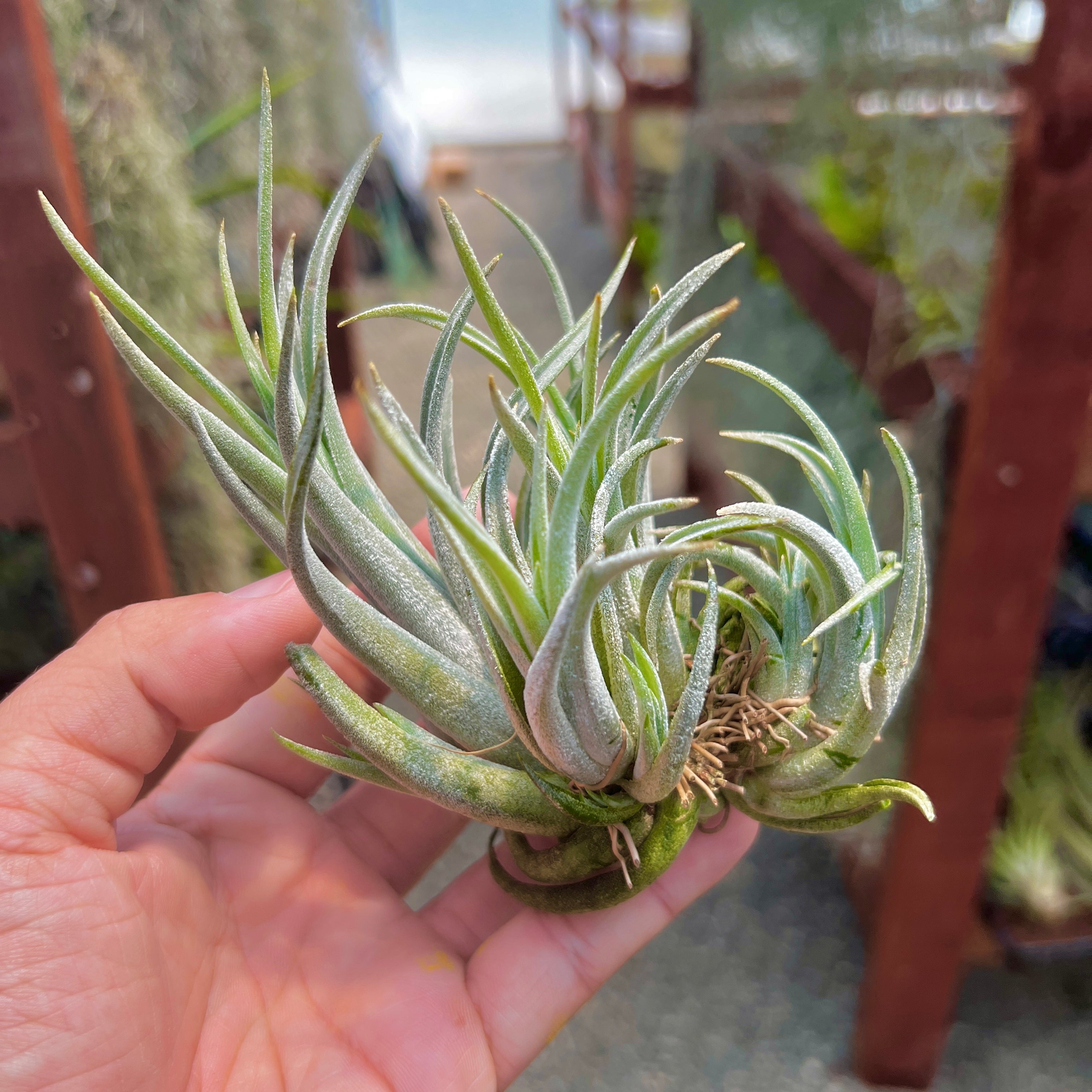 Tillandsia pueblensis air plant clumping plant for sale