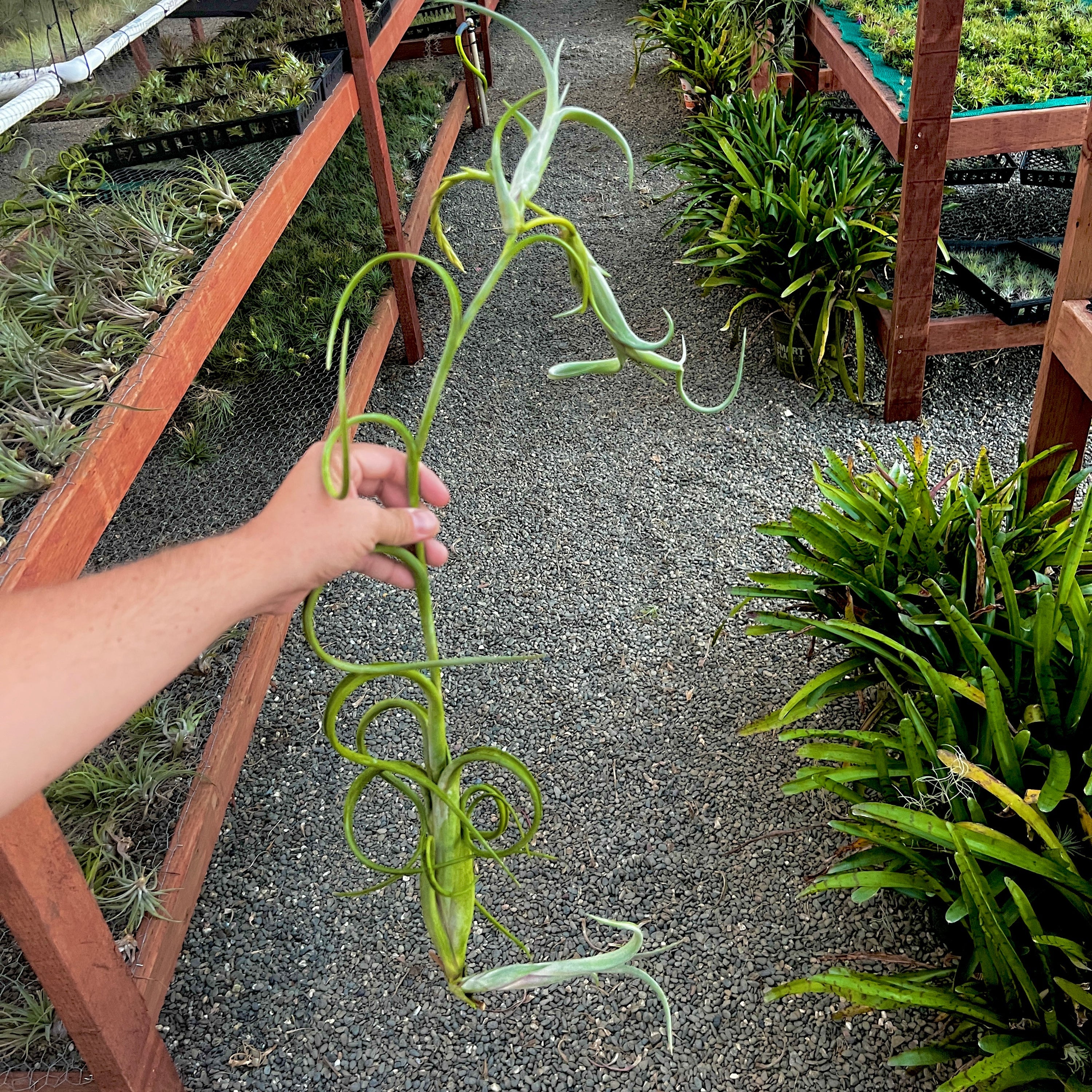 Intermedia Propagation Clump