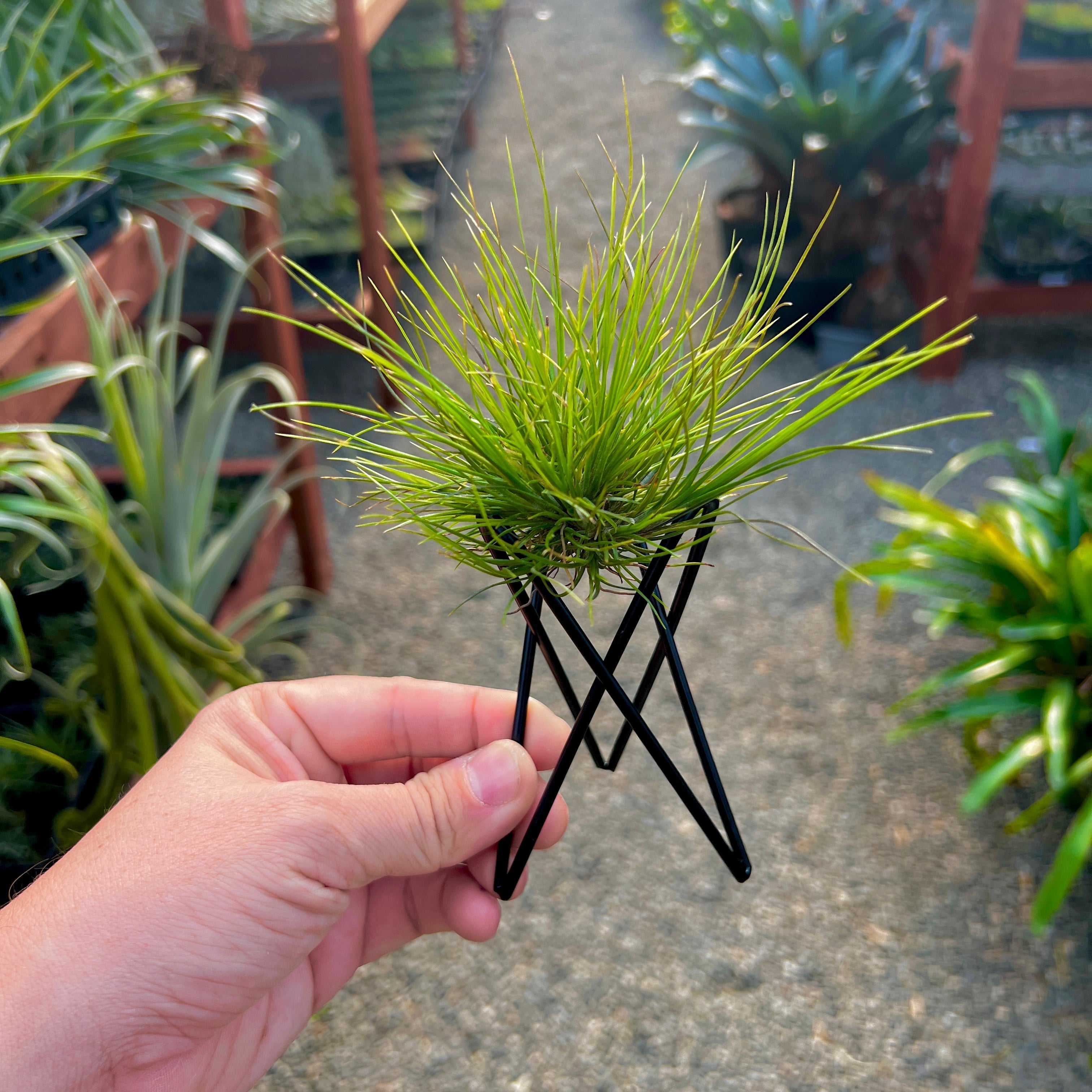 Black Geometric Air Plant Tillandsia Holder Gift Housewarming Geometric Black stand