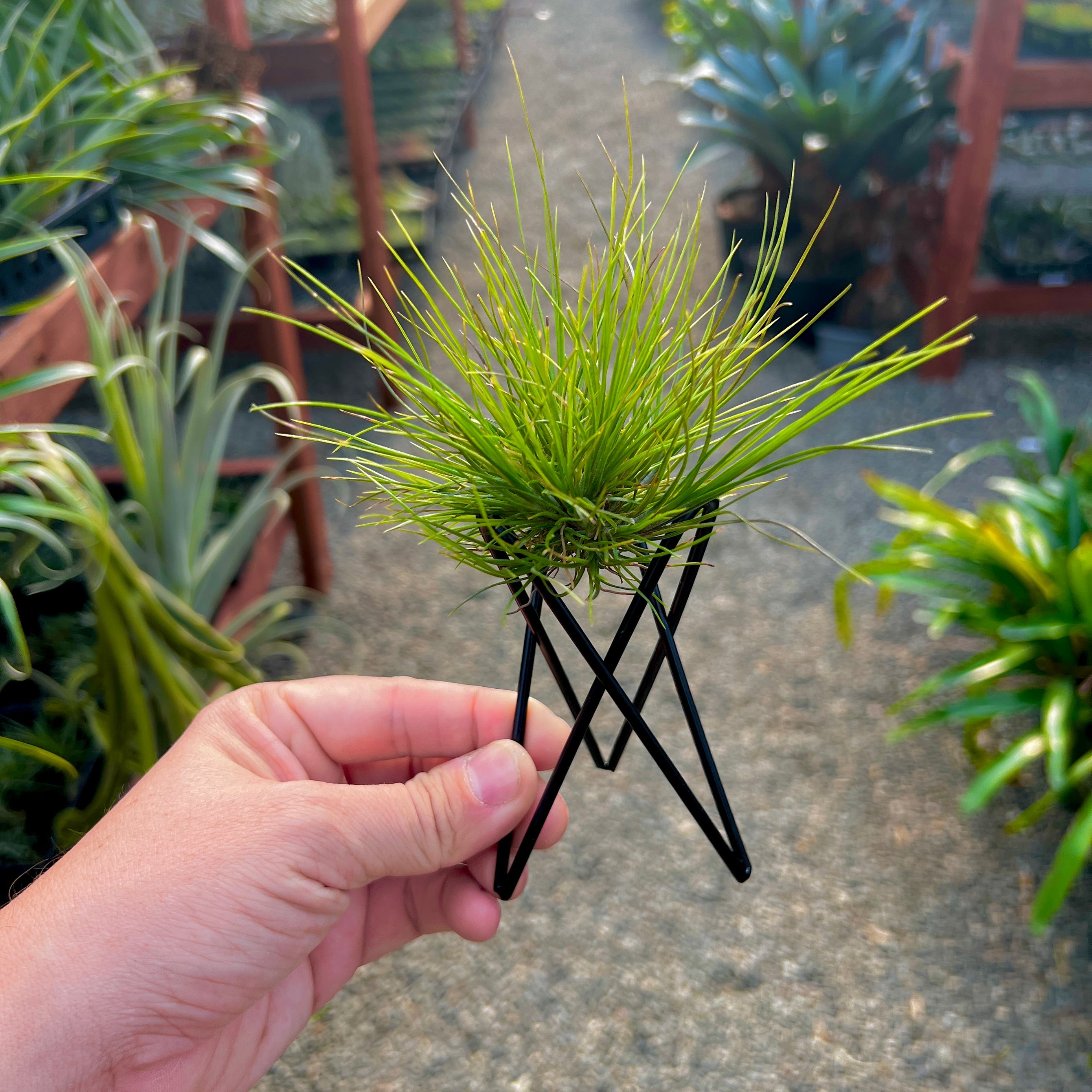 air plant stand Wholesale Geometric Black Wire Air Plant Stand (Minimum Order 10) – Air Plant Hub