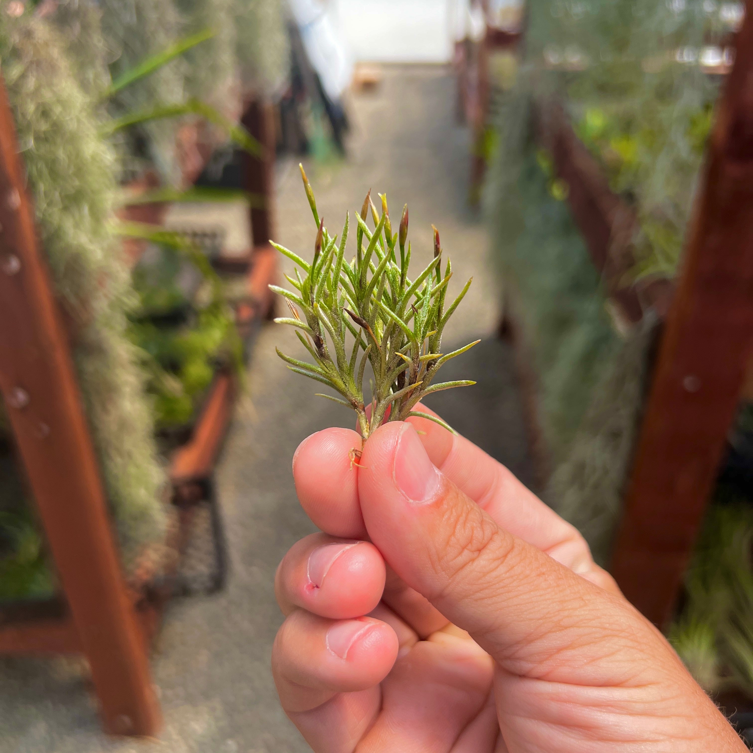 Tillandsia Capillaris Air Plant Clump Subgenus Diaphoranthema Miniature Houseplant Decor