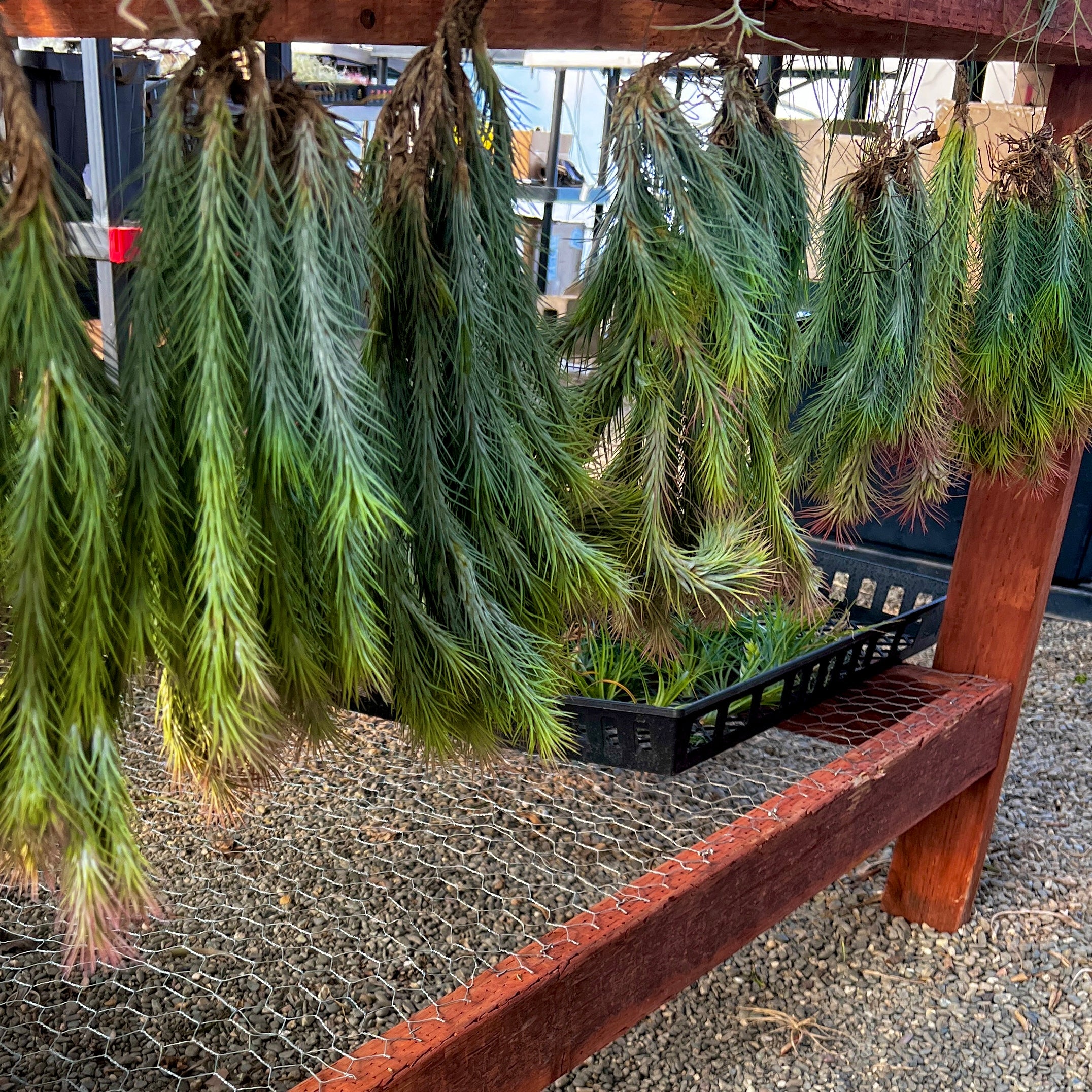 air plant garland Funckiana Hanging Clumps