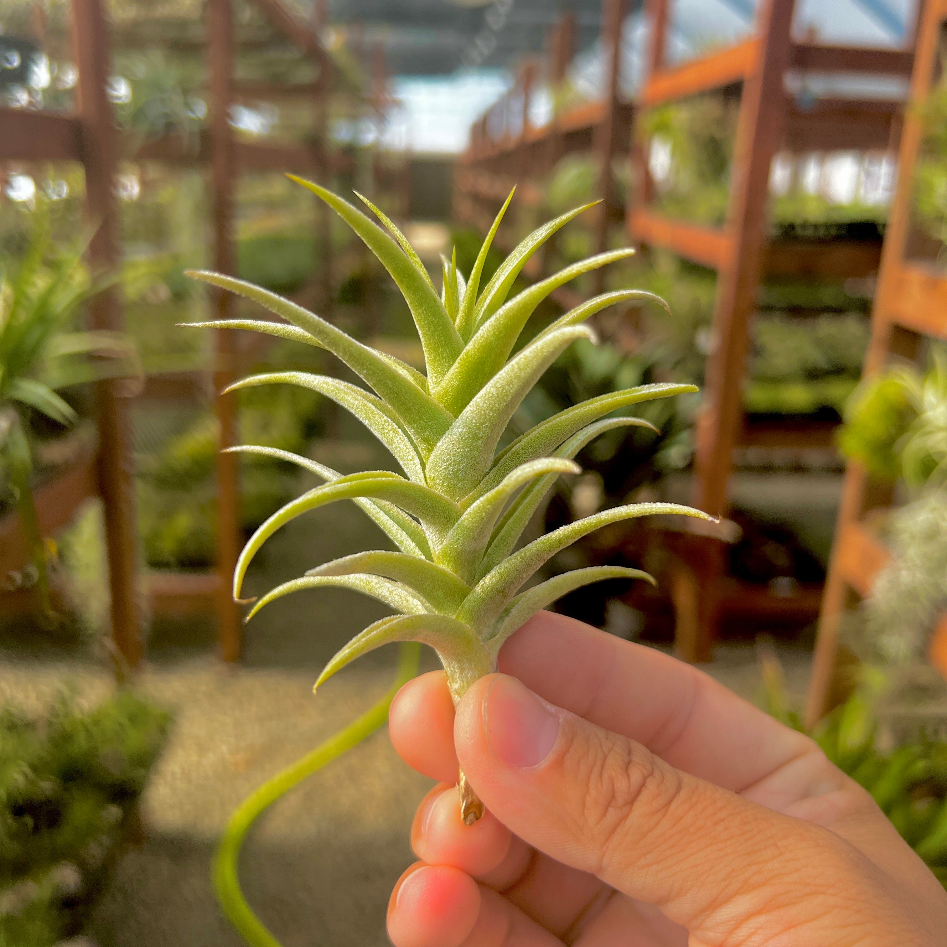 Tillandsia purpurea air plant symmetrical trichome dense houseplant