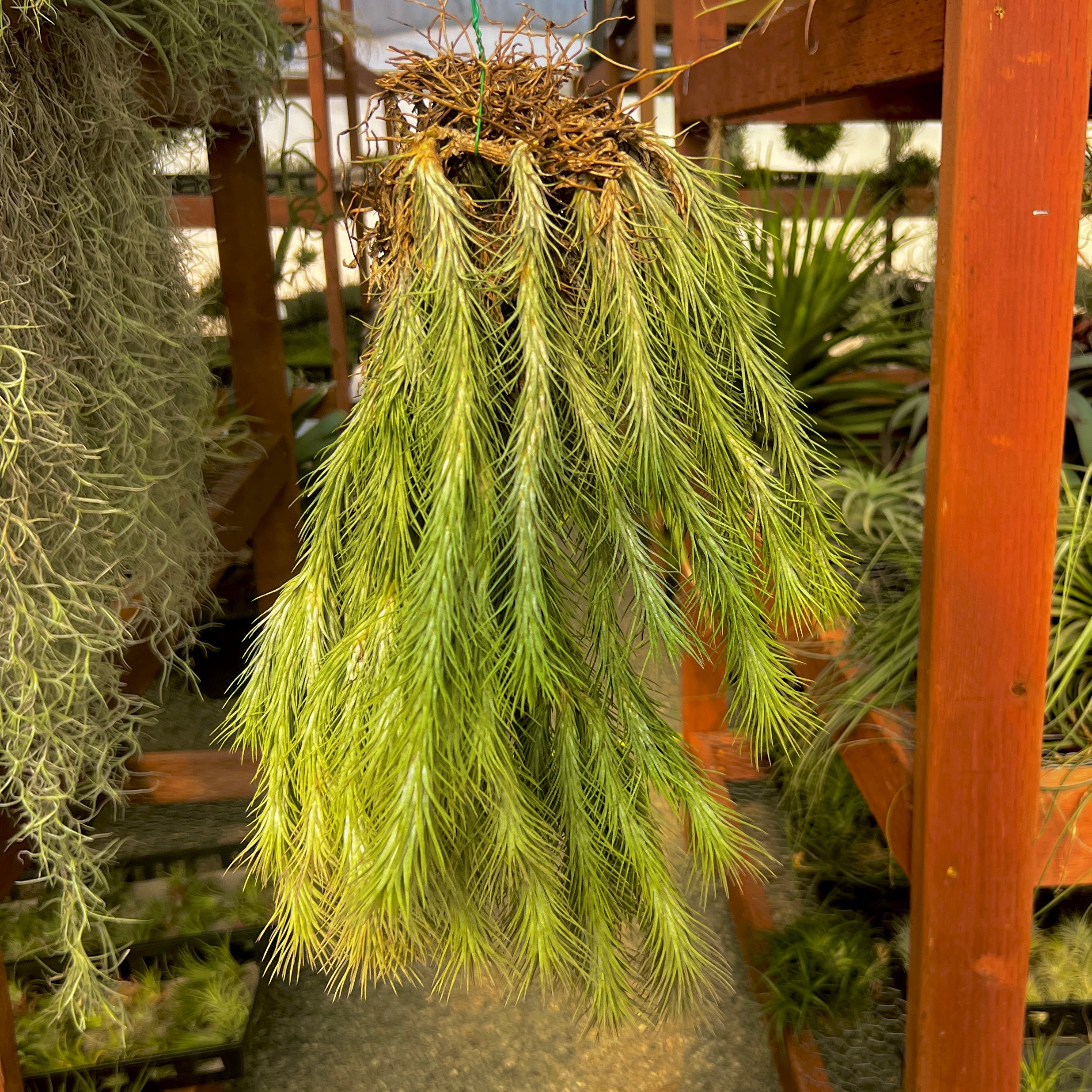 Tillandsia funckiana hanging air plant clump on wire with many pups offsets