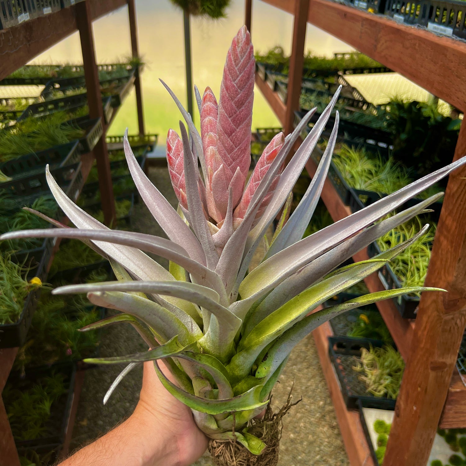 Melrose International Air Plant Succulent Pick (Set of 6) main image 1