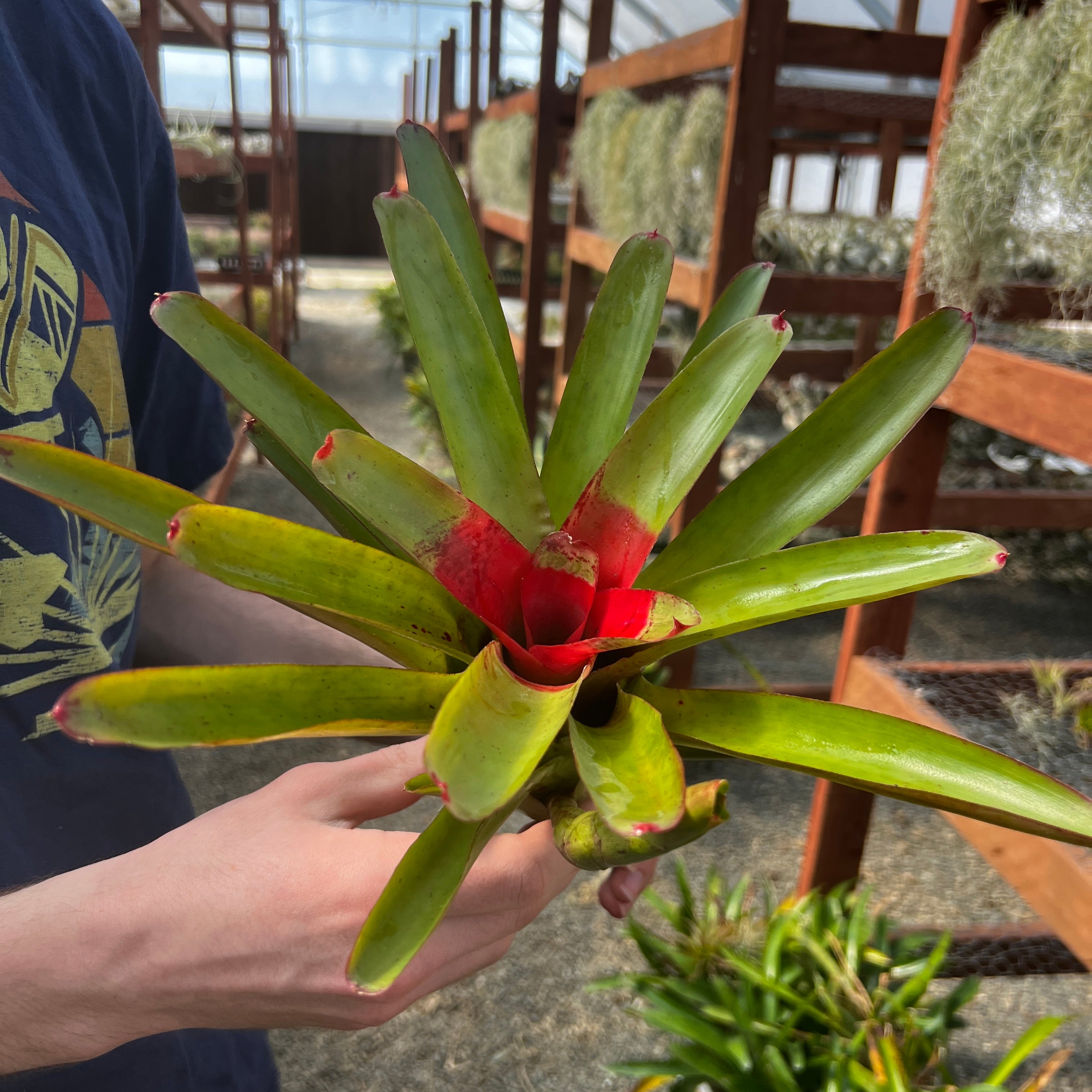 Neoregelia Air Plant Greenhouse Held In Hand