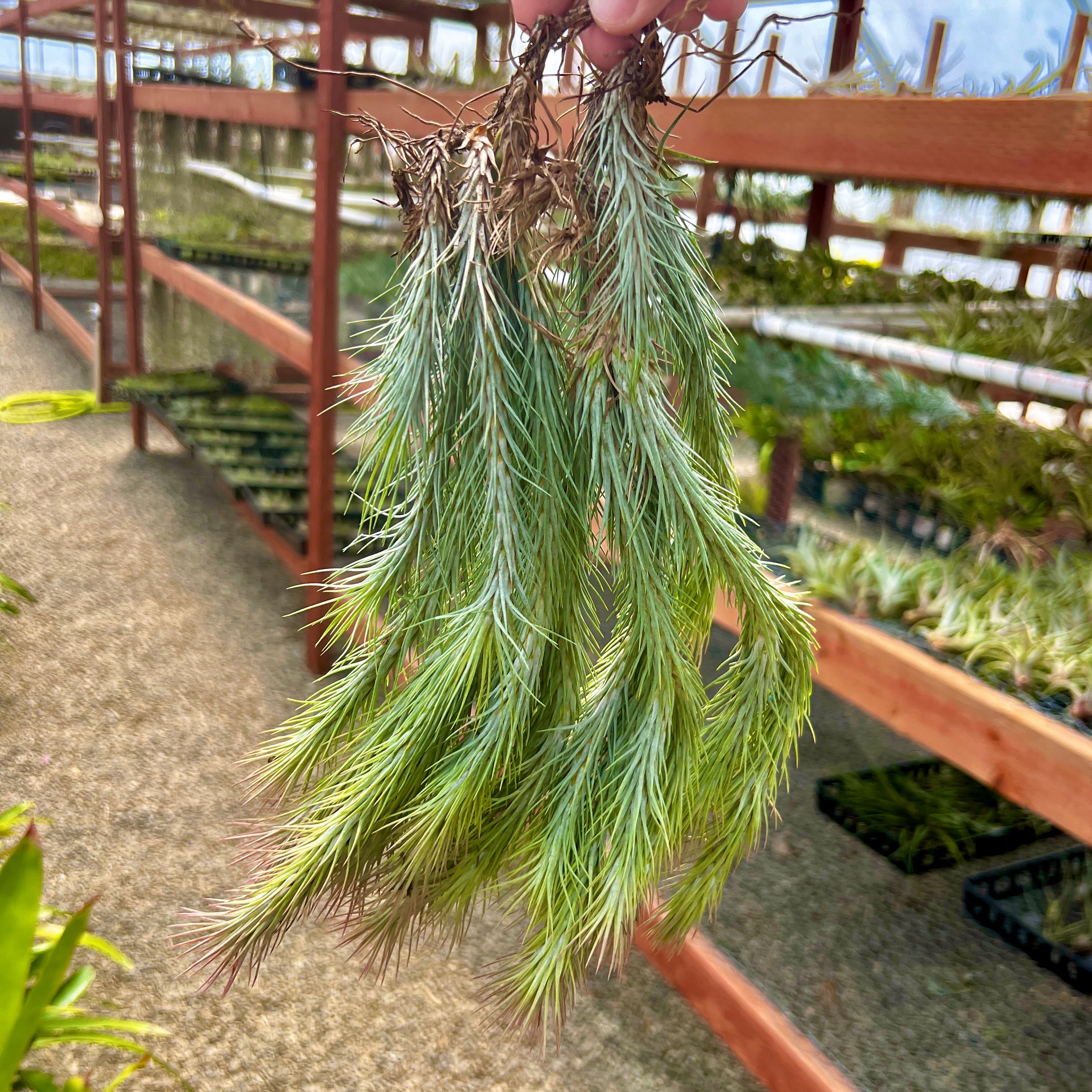 Tillandsia funckiana hanging air plant clump on wire with many pups offsets