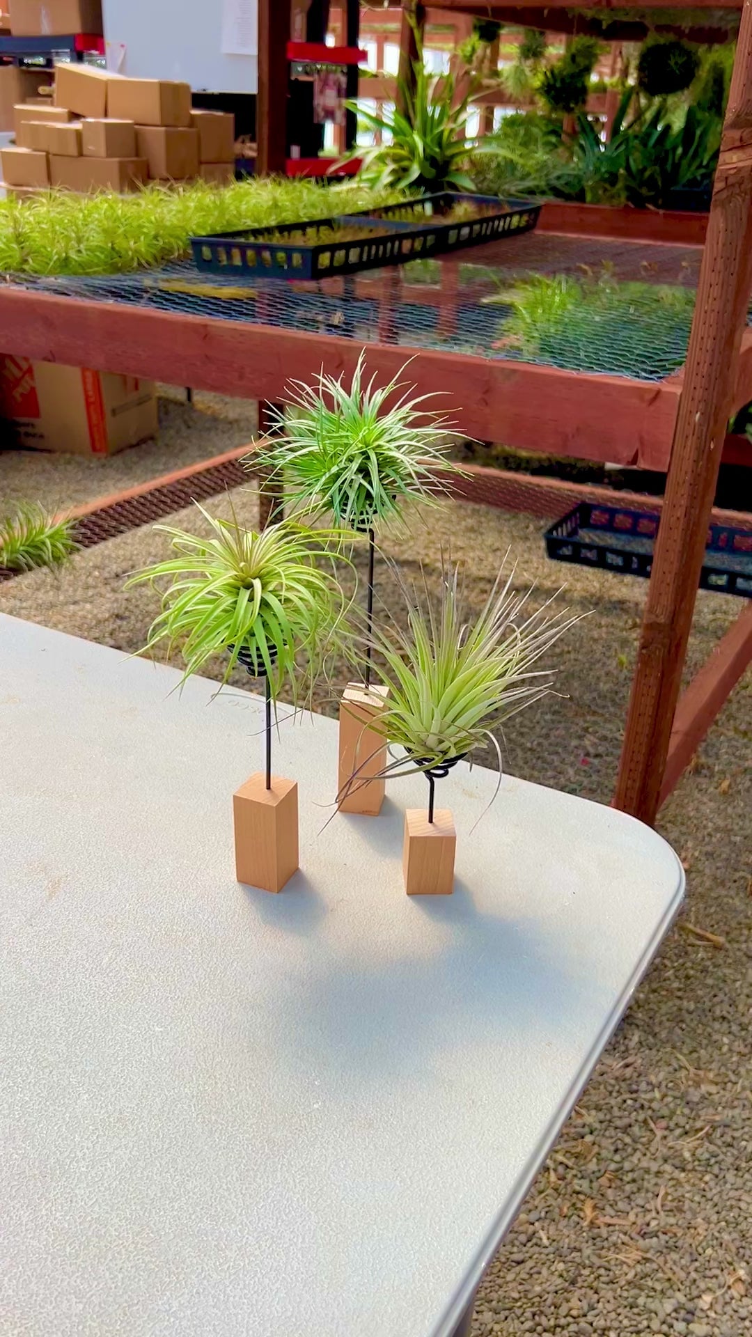 手作りのゼブラウッド スクエア エア プランツ ホルダー – Air Plant Hub