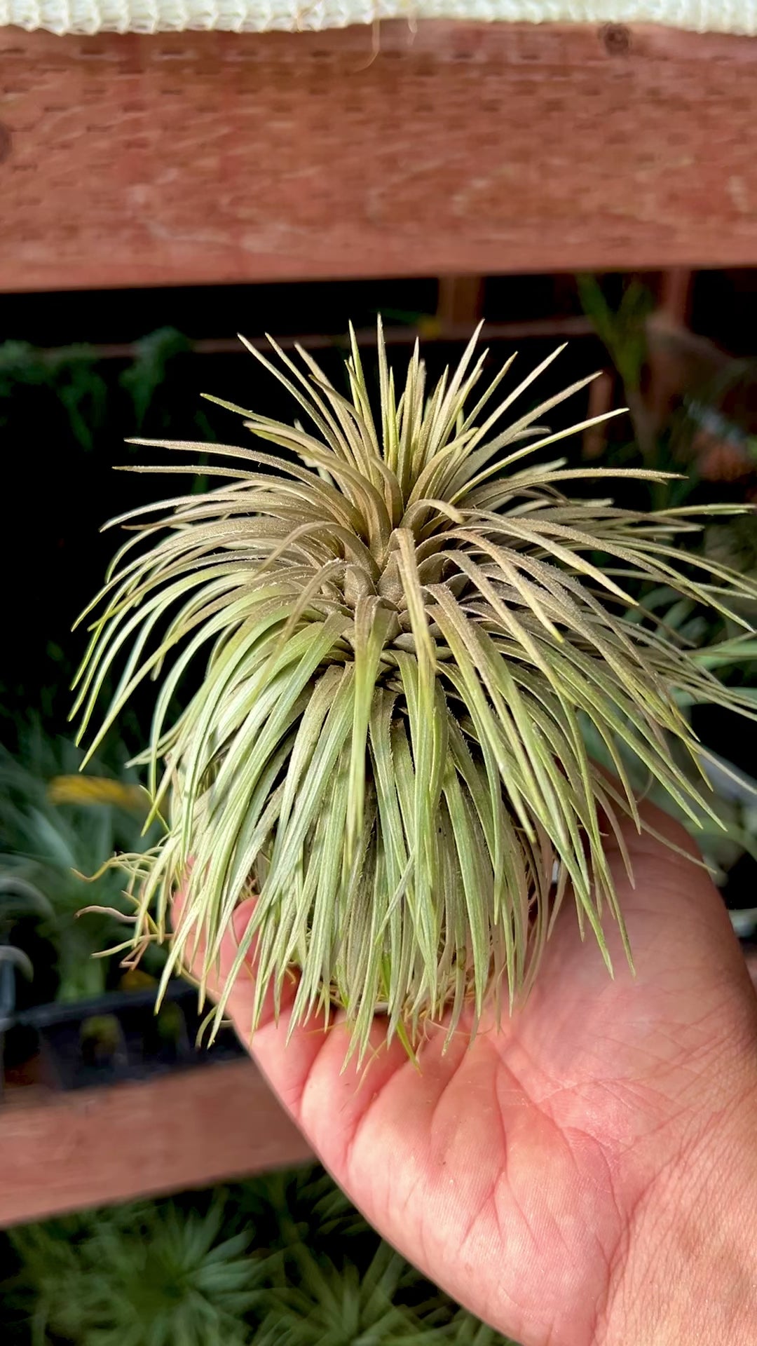 ブロメリア・エアープランツ Tillandsia Atroviridipetala Atroviridipetala XL (RARE) – Air Plant Hub