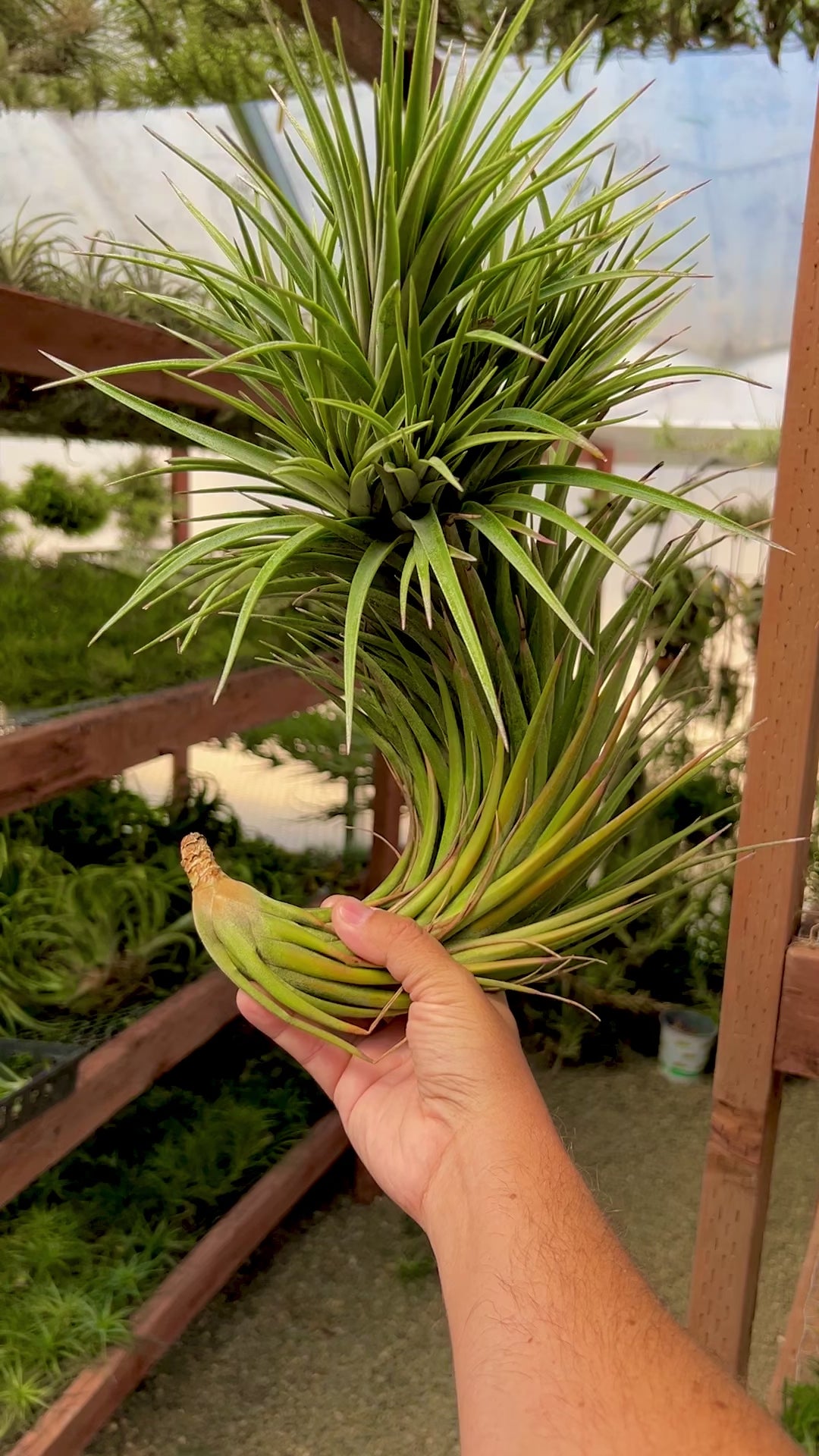 Nidus (ファシキュラータ x イオナンタ)大型種 – Air Plant Hub
