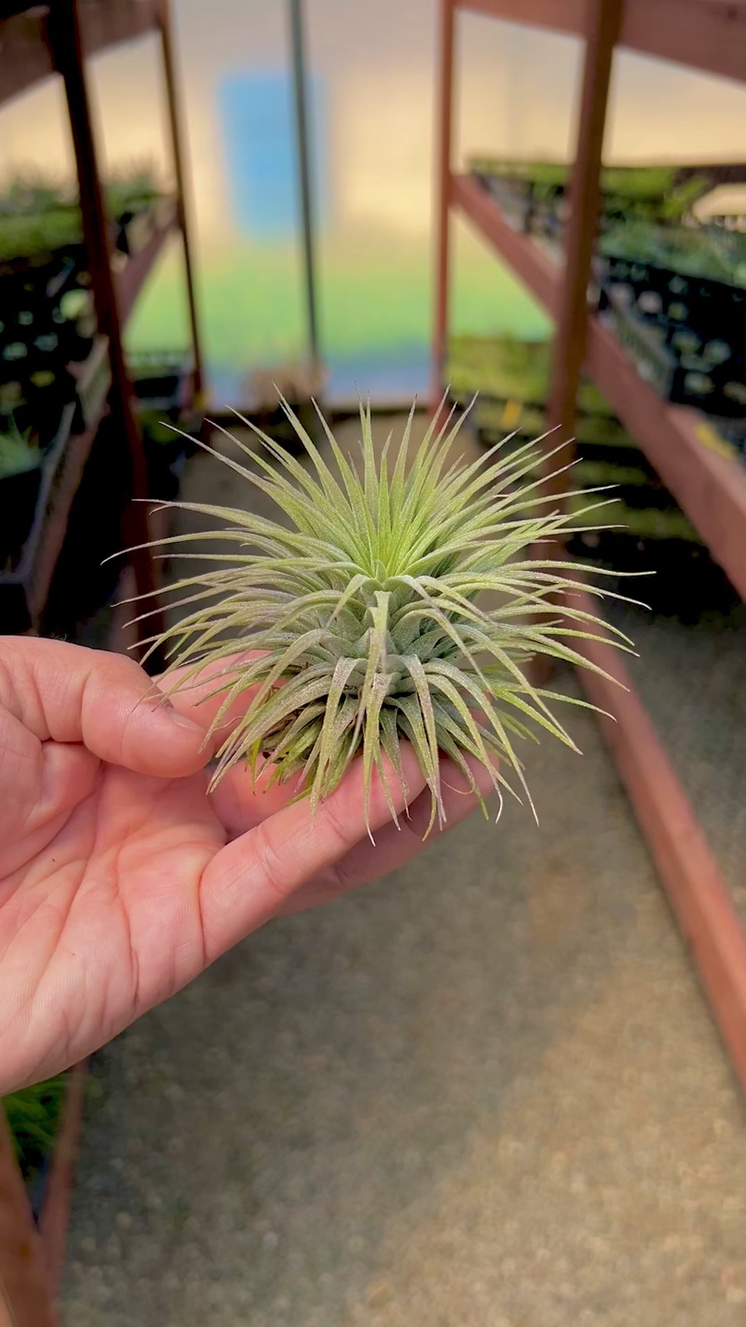 Ionantha Snowball (SALE!) – Air Plant Hub