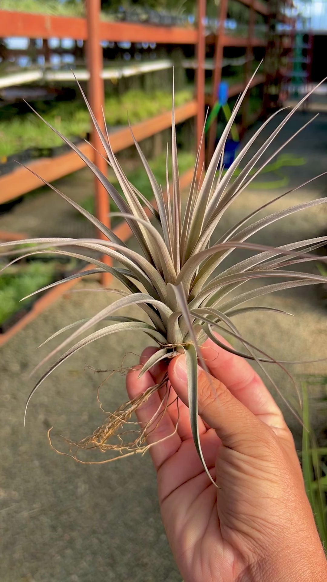 Tillandsia roseiflora × vernicosa Pof］Tillandsia roseiflora