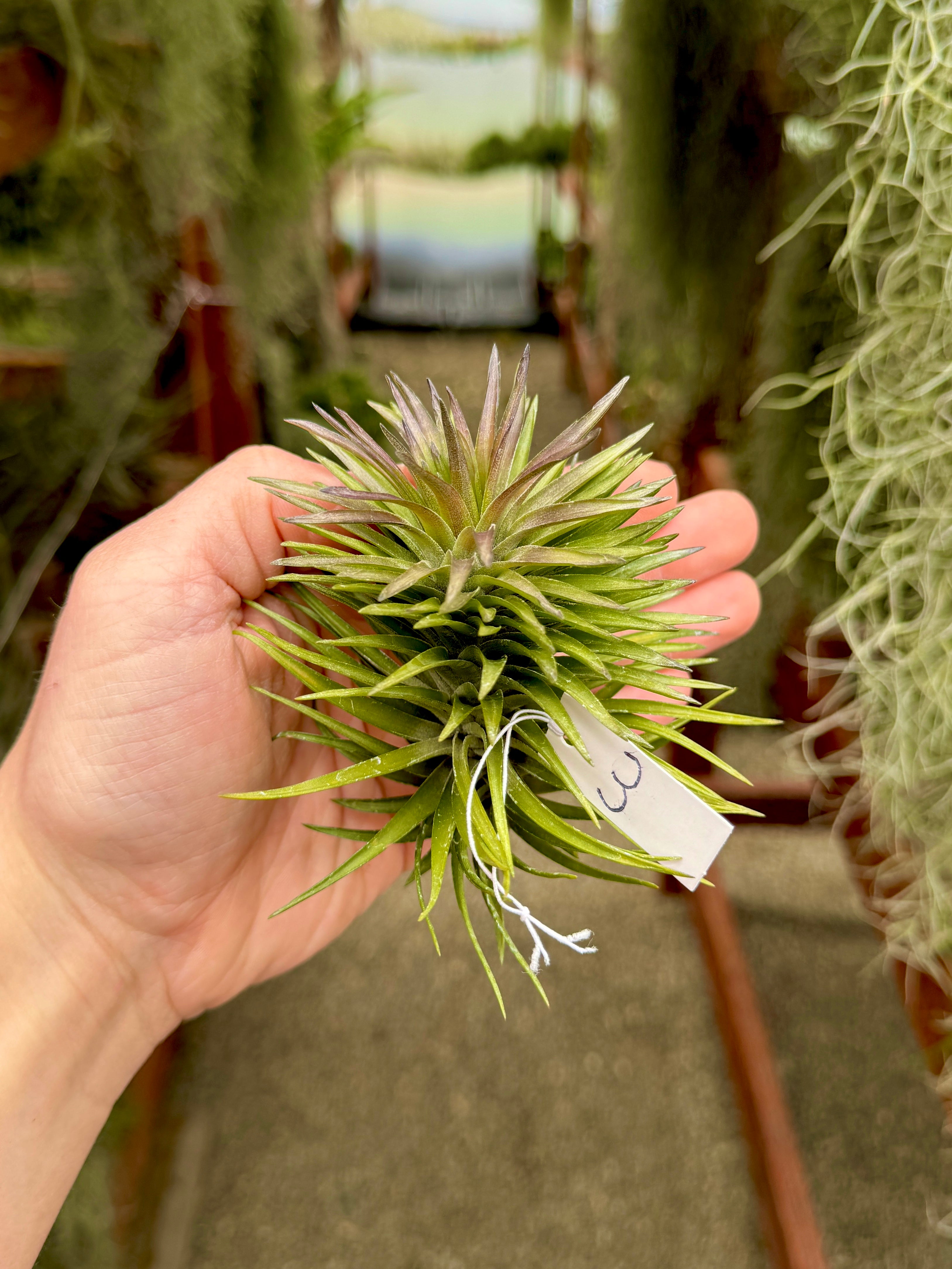 Tenuifolia Purple Fan Giant