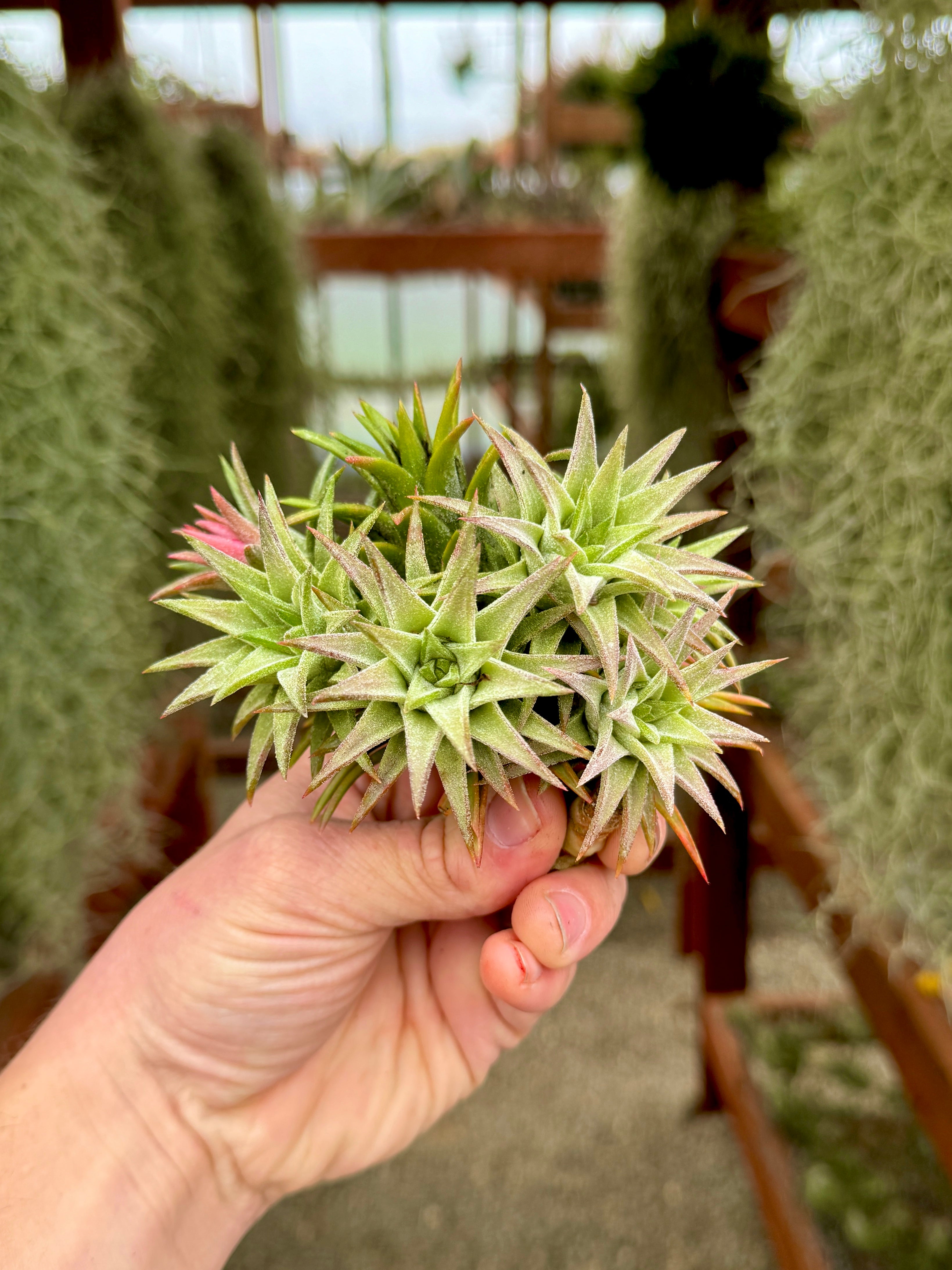 Ionantha Vanhyningii Propagation Clump