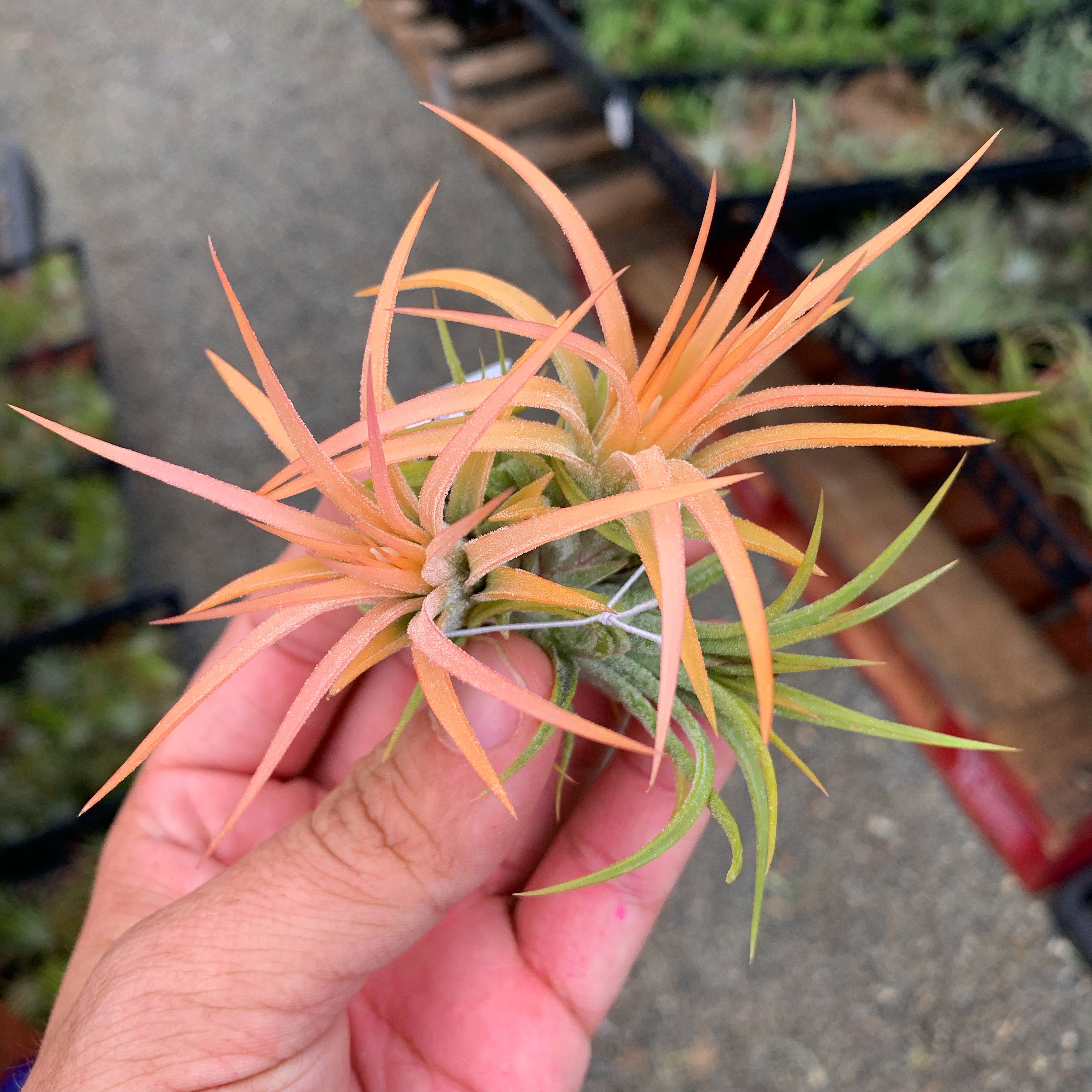 Tillandsia Ionantha Peach Air Plant Orange Color