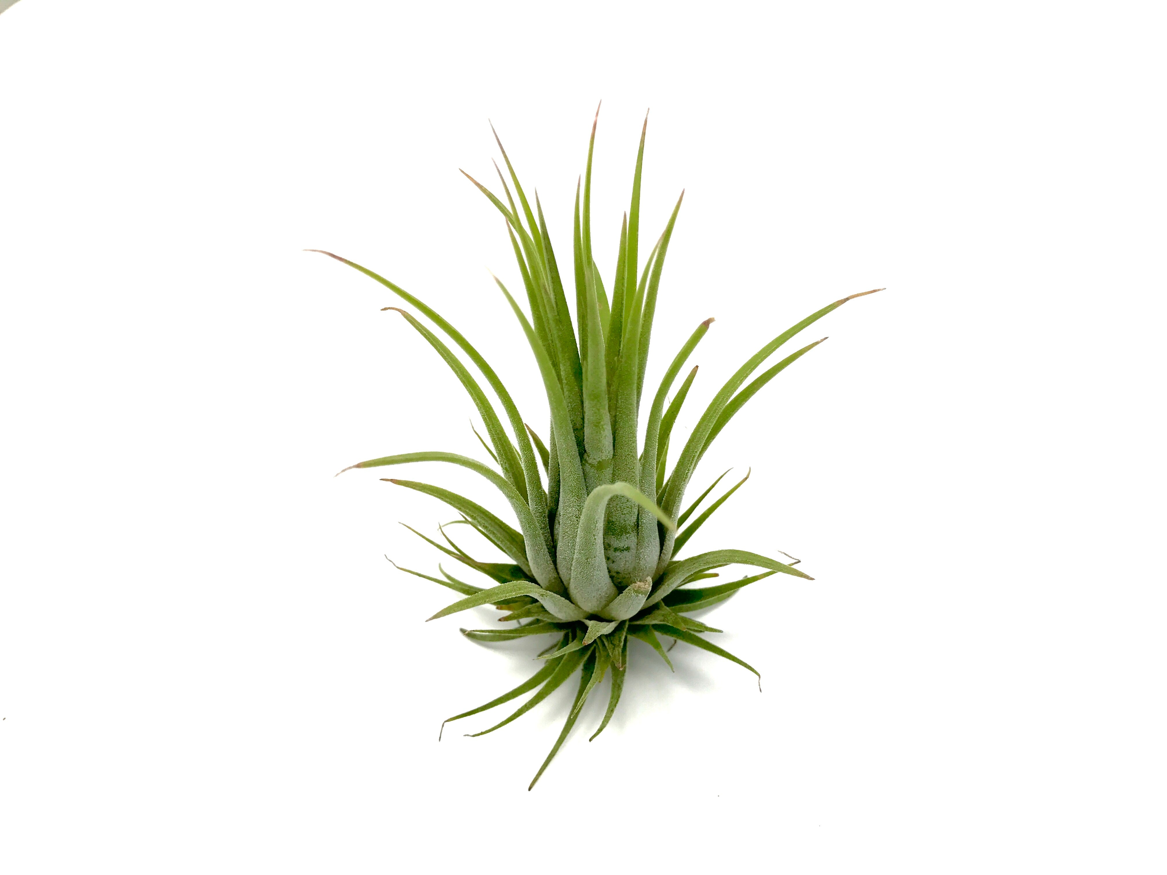 Wholesale Ionantha Rubra (Minimum Order 10) - Air Plant Hub 