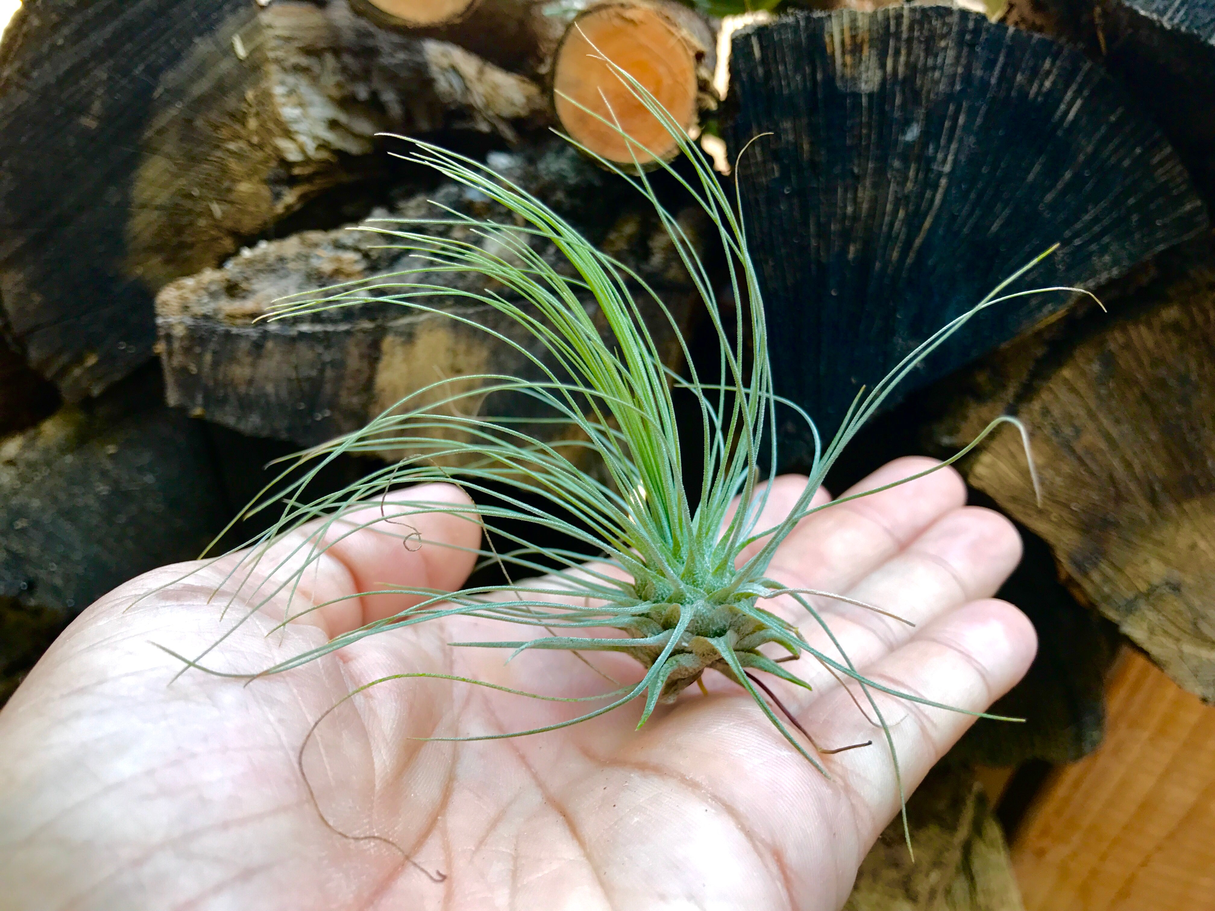 Fuchsii Gracillis Tillandsia Wispy Air Plant Great For Terrariums