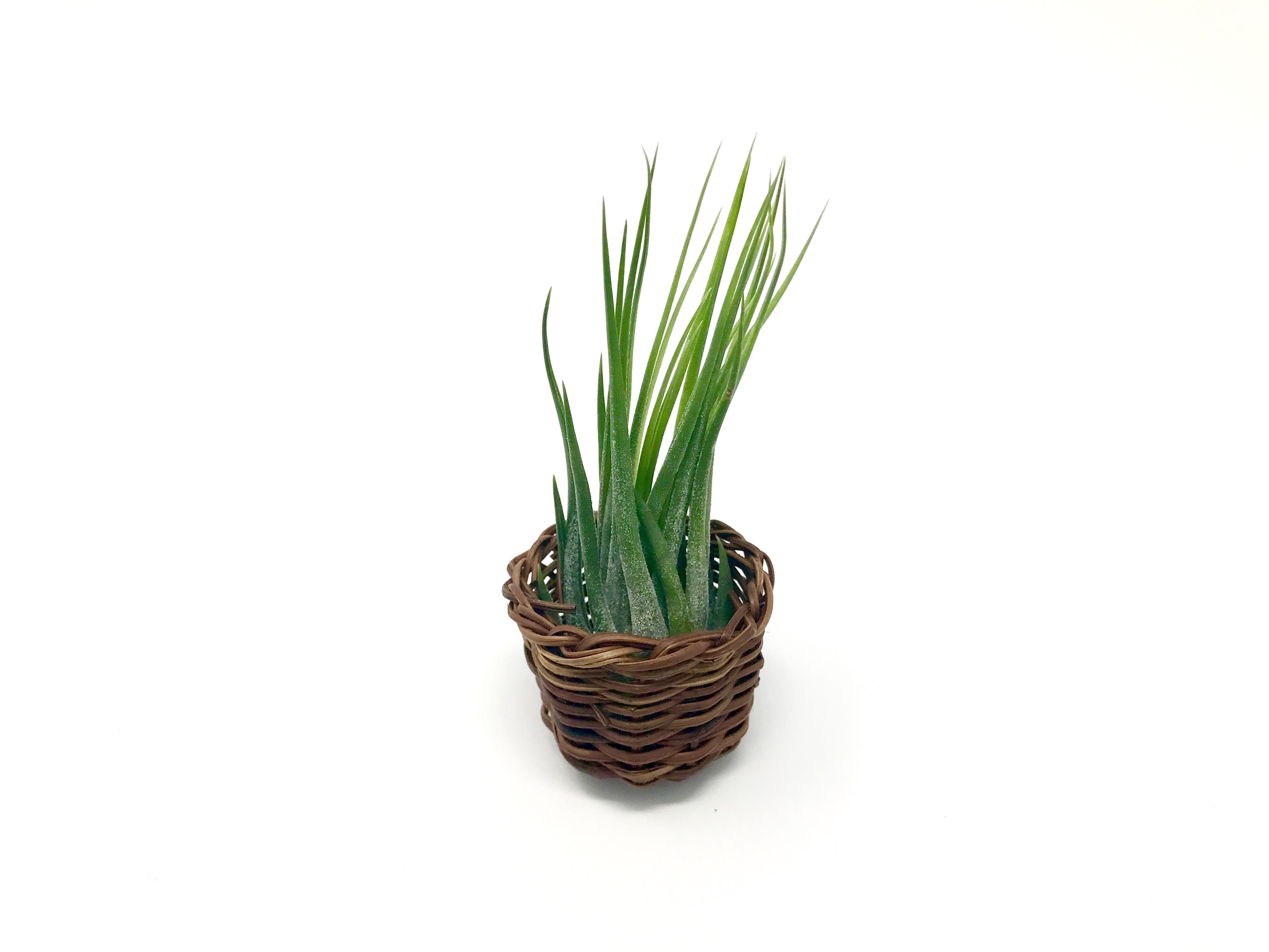 best artificial air plants Kolbii (Perfect For Small Displays) Medium