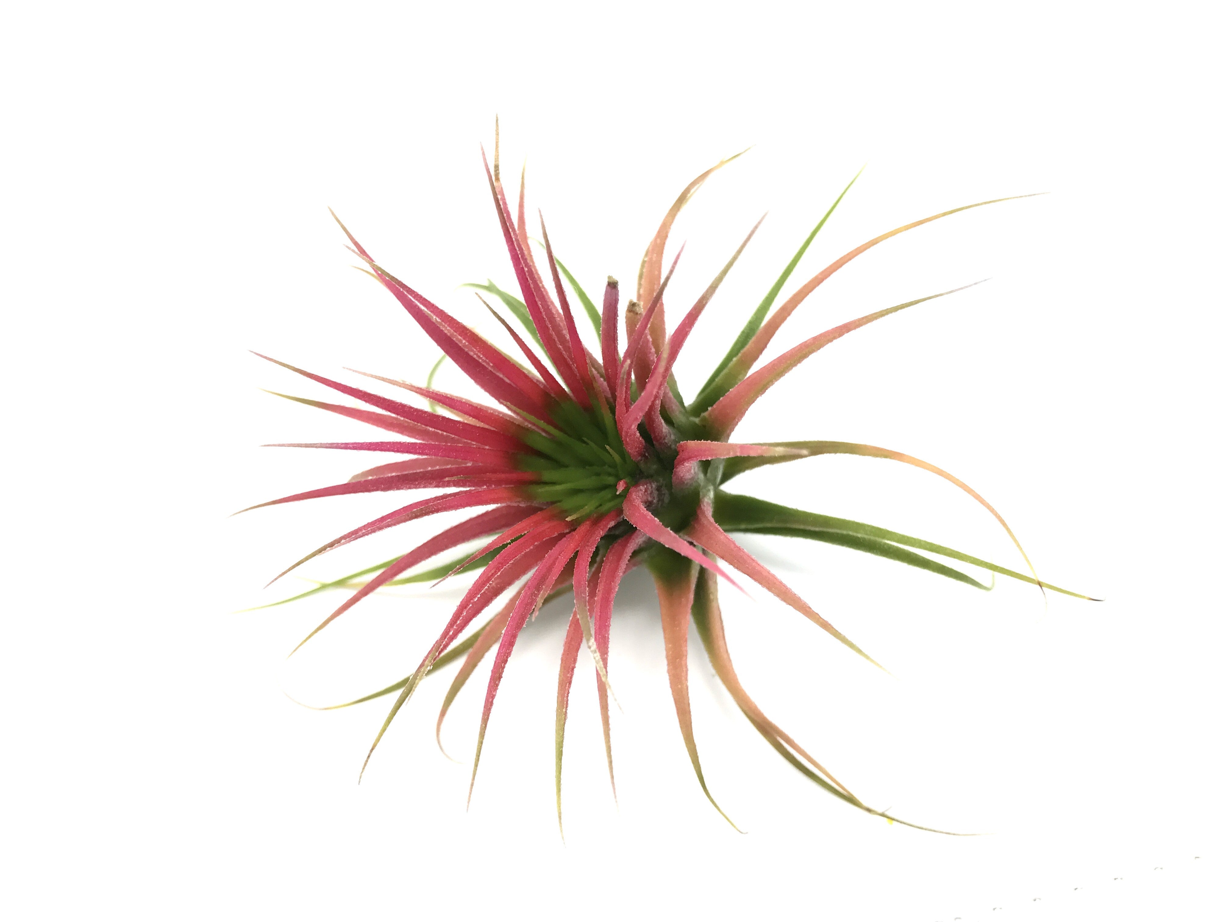 Tillandsia Ionantha Guatemala Easy Care Air Plant Beginner Friendly For Sale