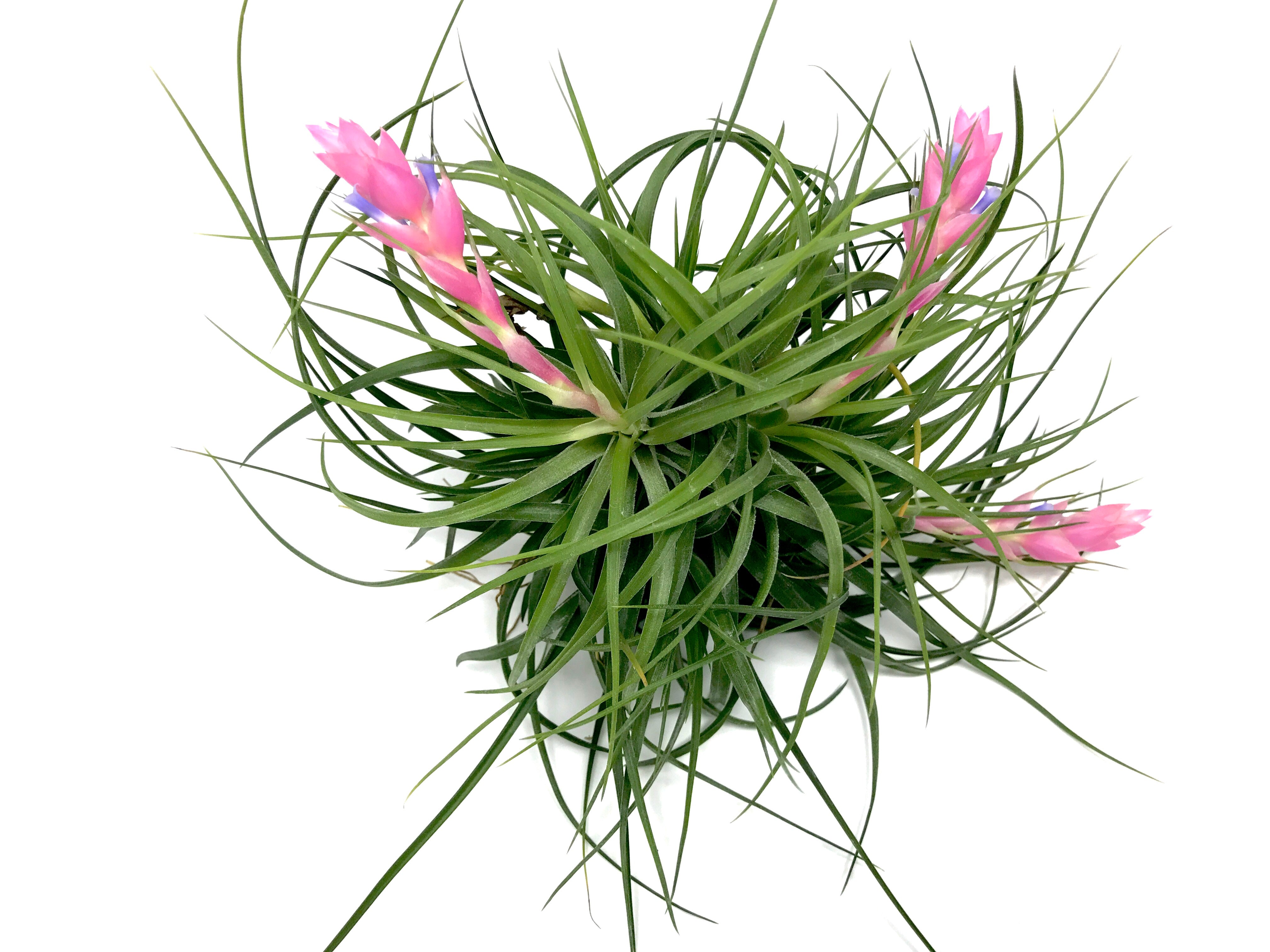 Stricta Green <br> (Not Currently In Bloom) - Air Plant Hub 