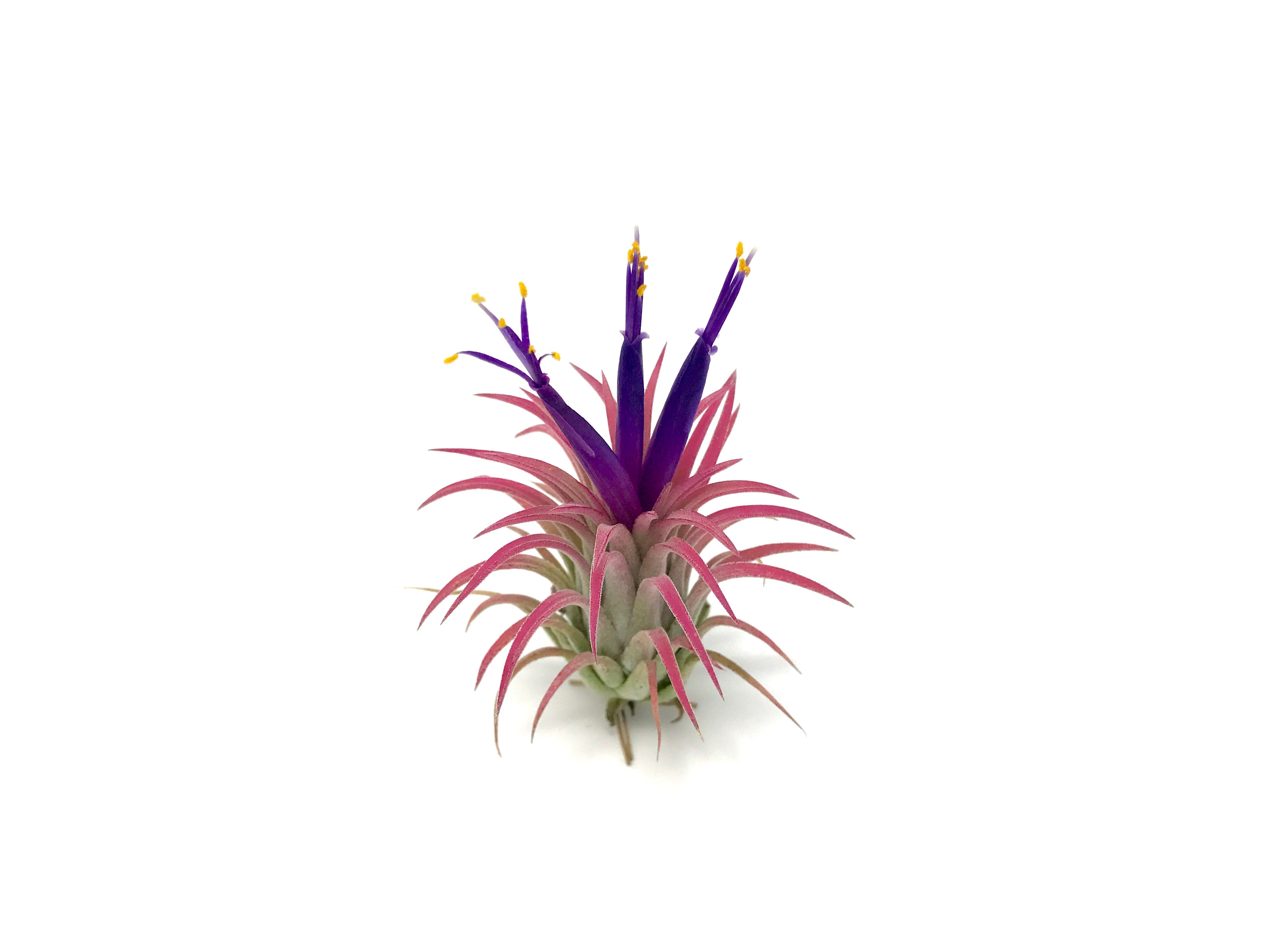 rubra air plant care Ionantha Rubra Regular