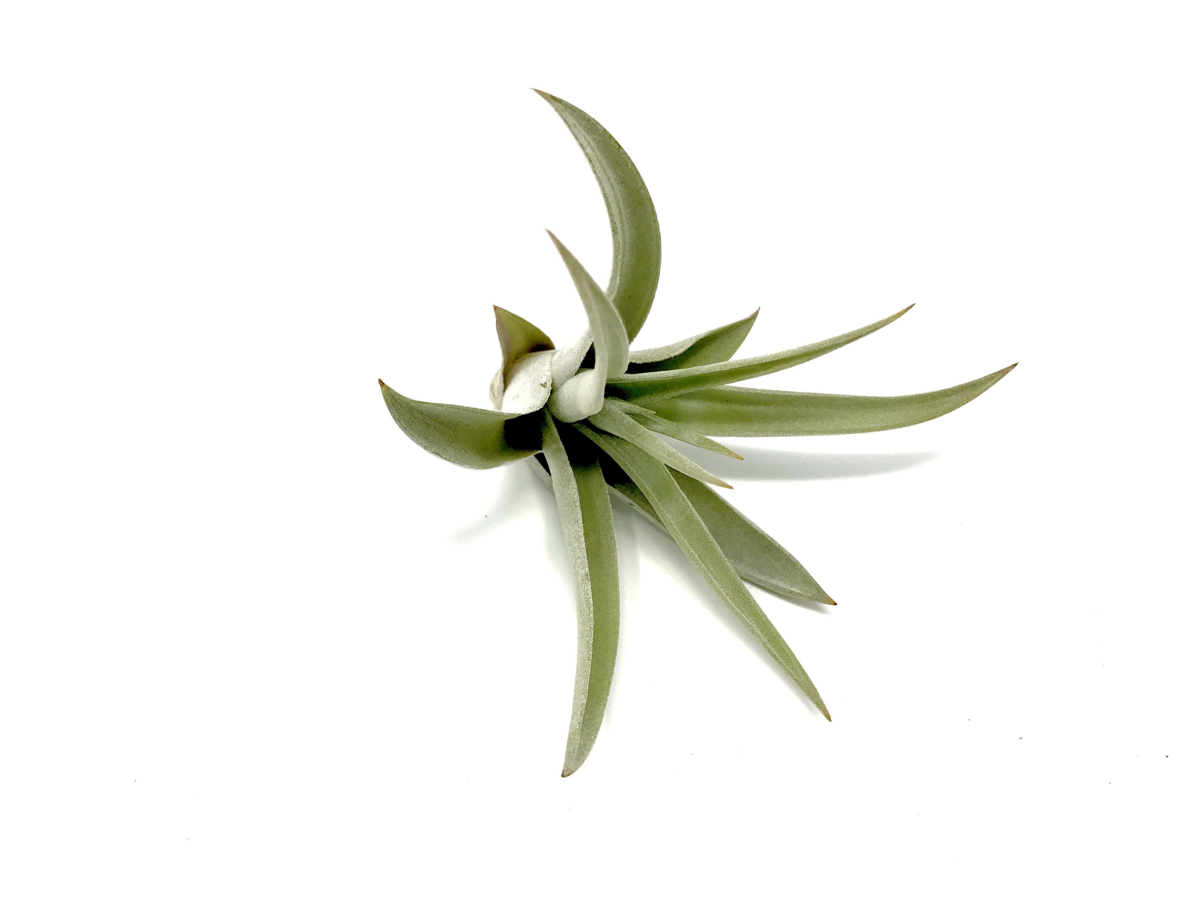 harrisii air plant Harrisii (Easy Care Plant) *Cannot Be Shipped Internationally* Medium