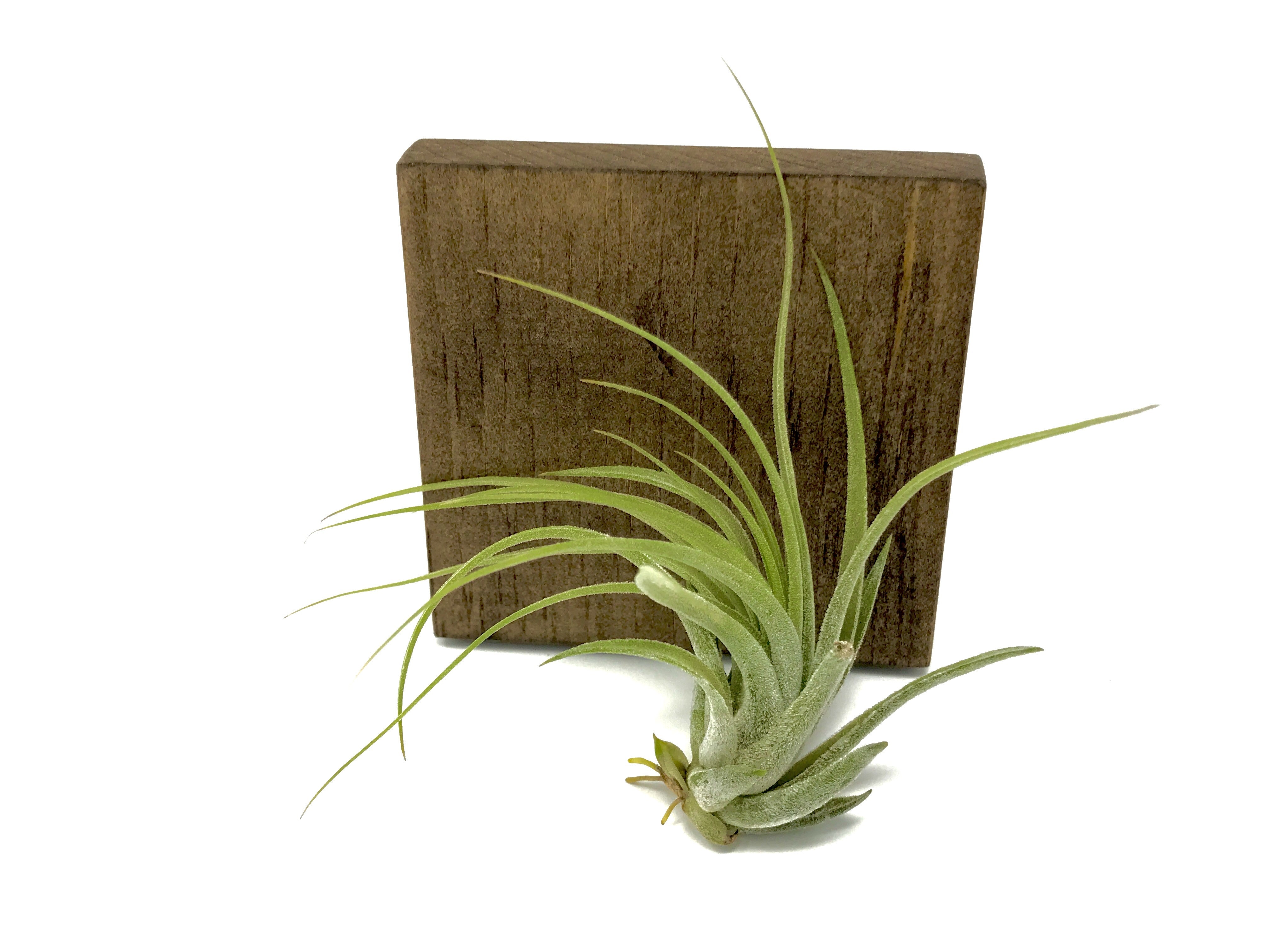 Tillandsia Kolbii Small Air Plant Cute Terrarium Plant Good For Glass Orb Displays