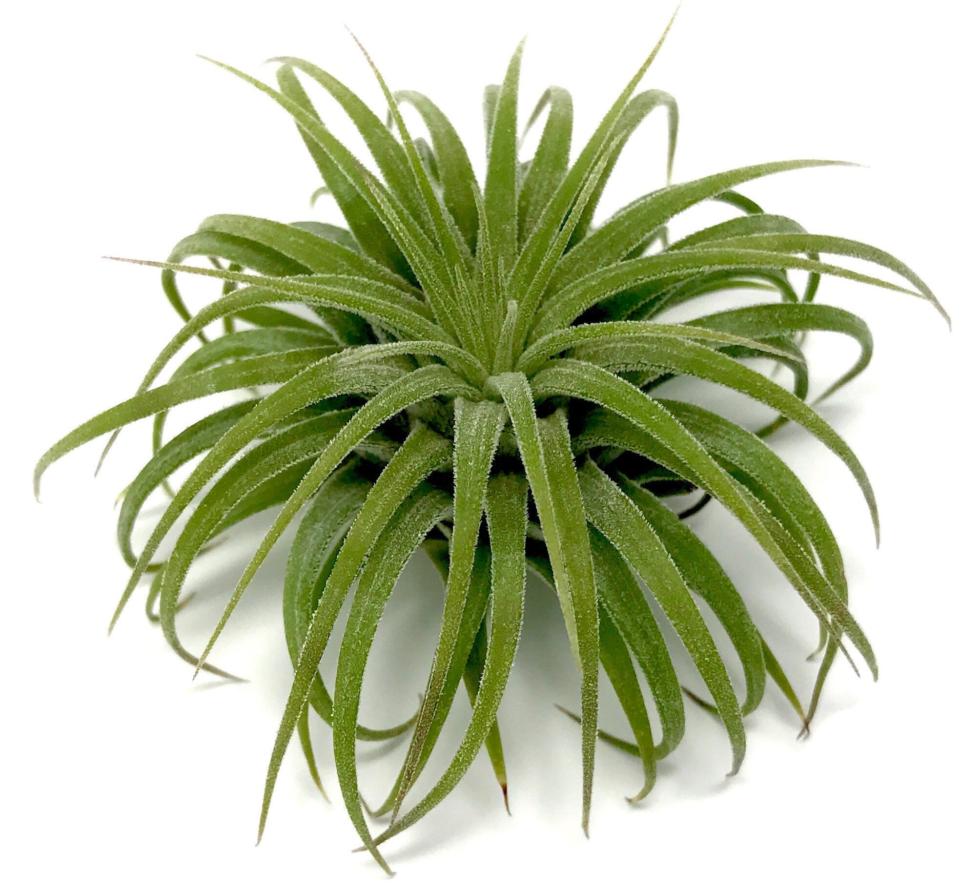 Tillandsia Ionantha Guatemala Easy Care Air Plant Beginner Friendly For Sale