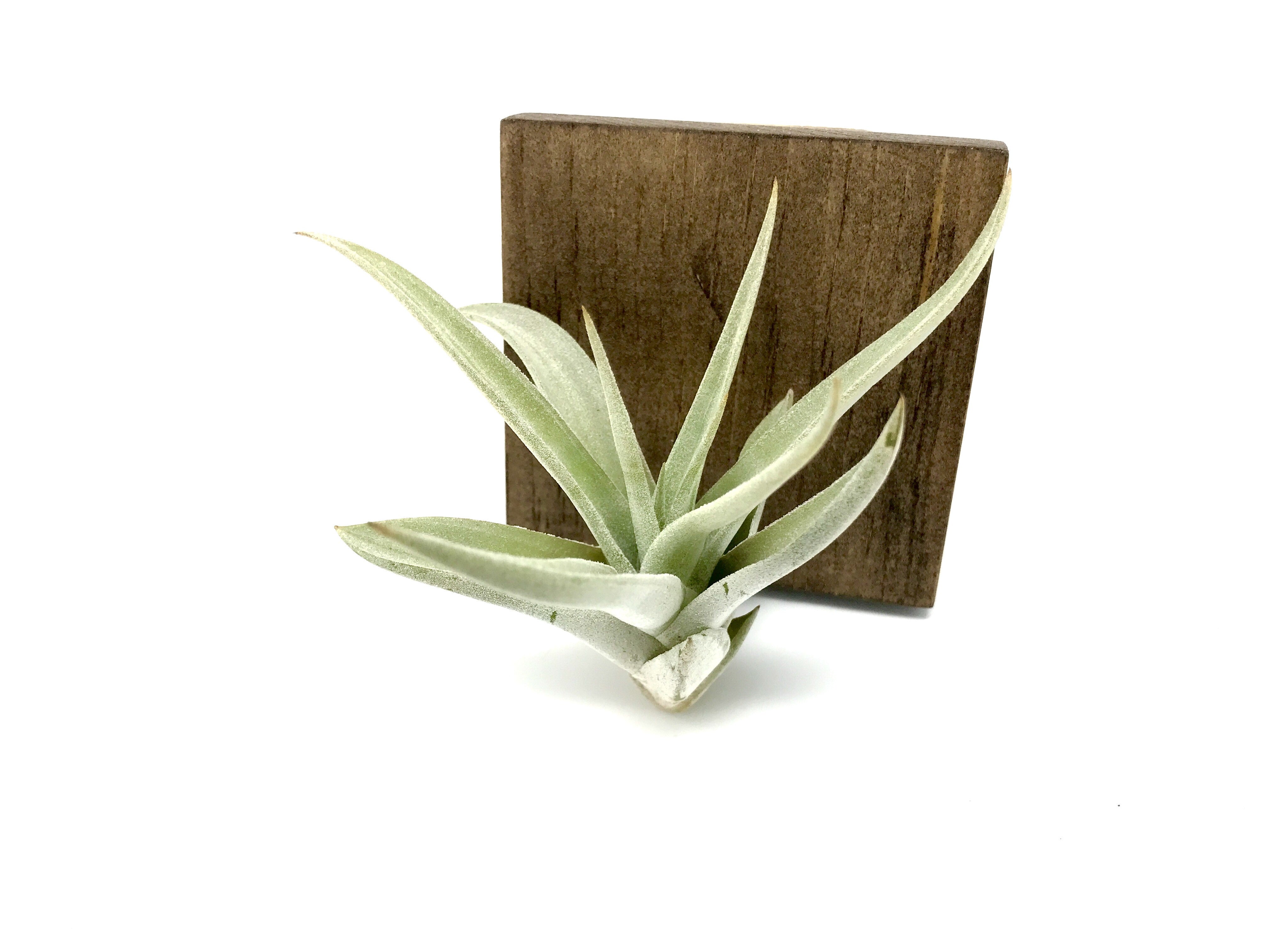 Harrisii Easy Care Air Plant Beginner Friendly Tillandsia Great For Weddings