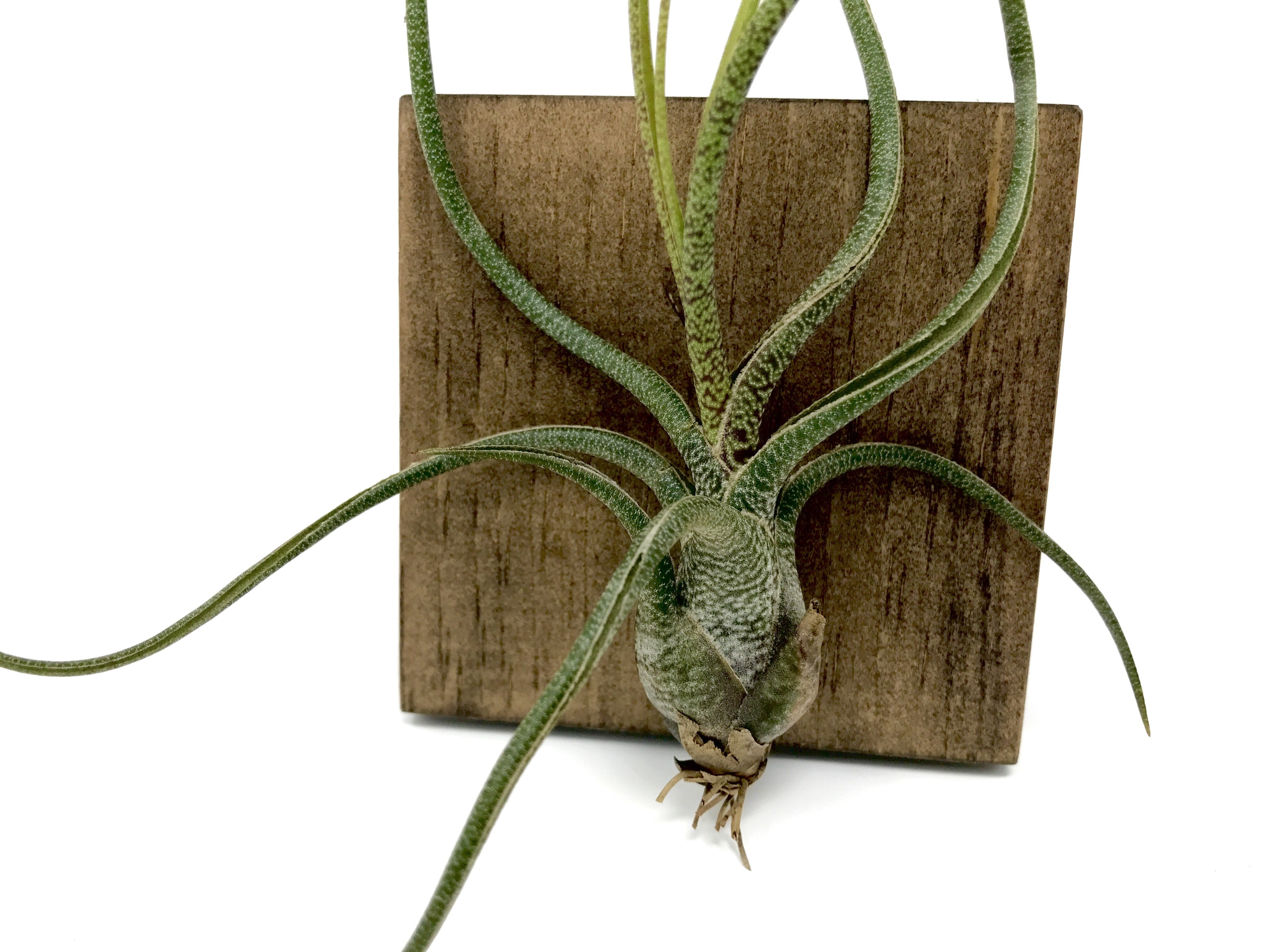 Tillandsia Butzii Air Plant Pseudobulb Jellyfish