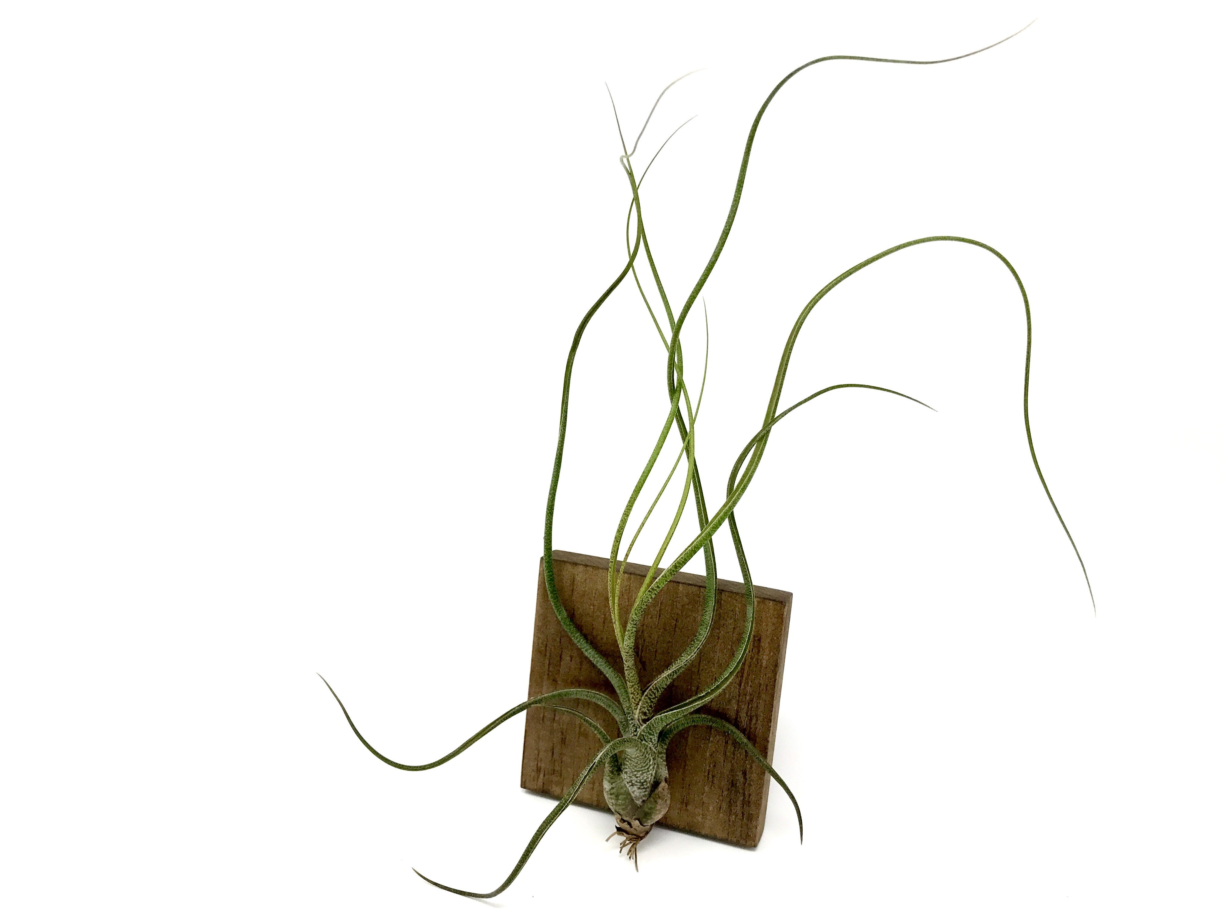 Tillandsia Butzii Air Plant Pseudobulb Jellyfish