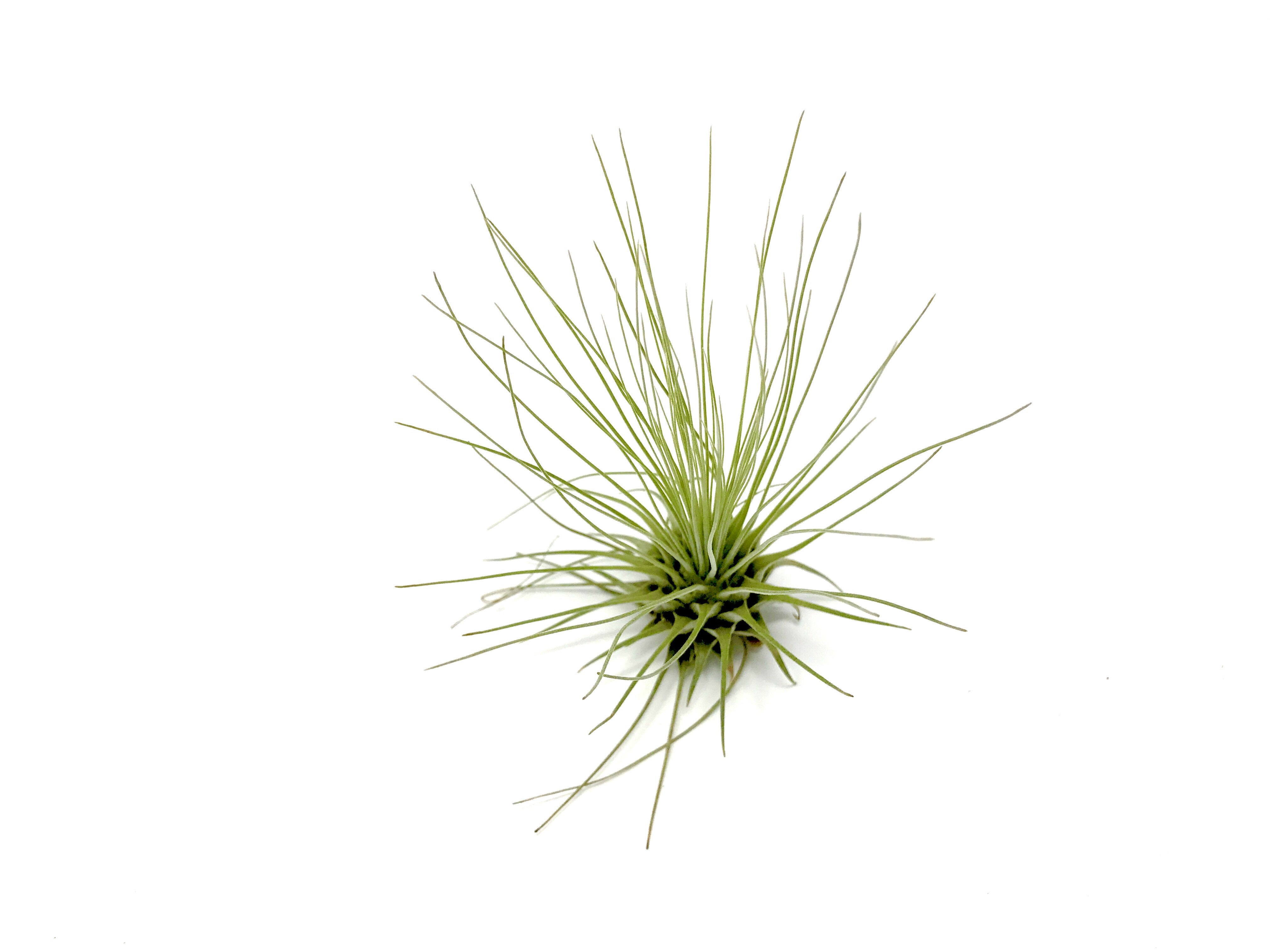 Fuchsii Gracillis Tillandsia Wispy Air Plant Great For Terrariums