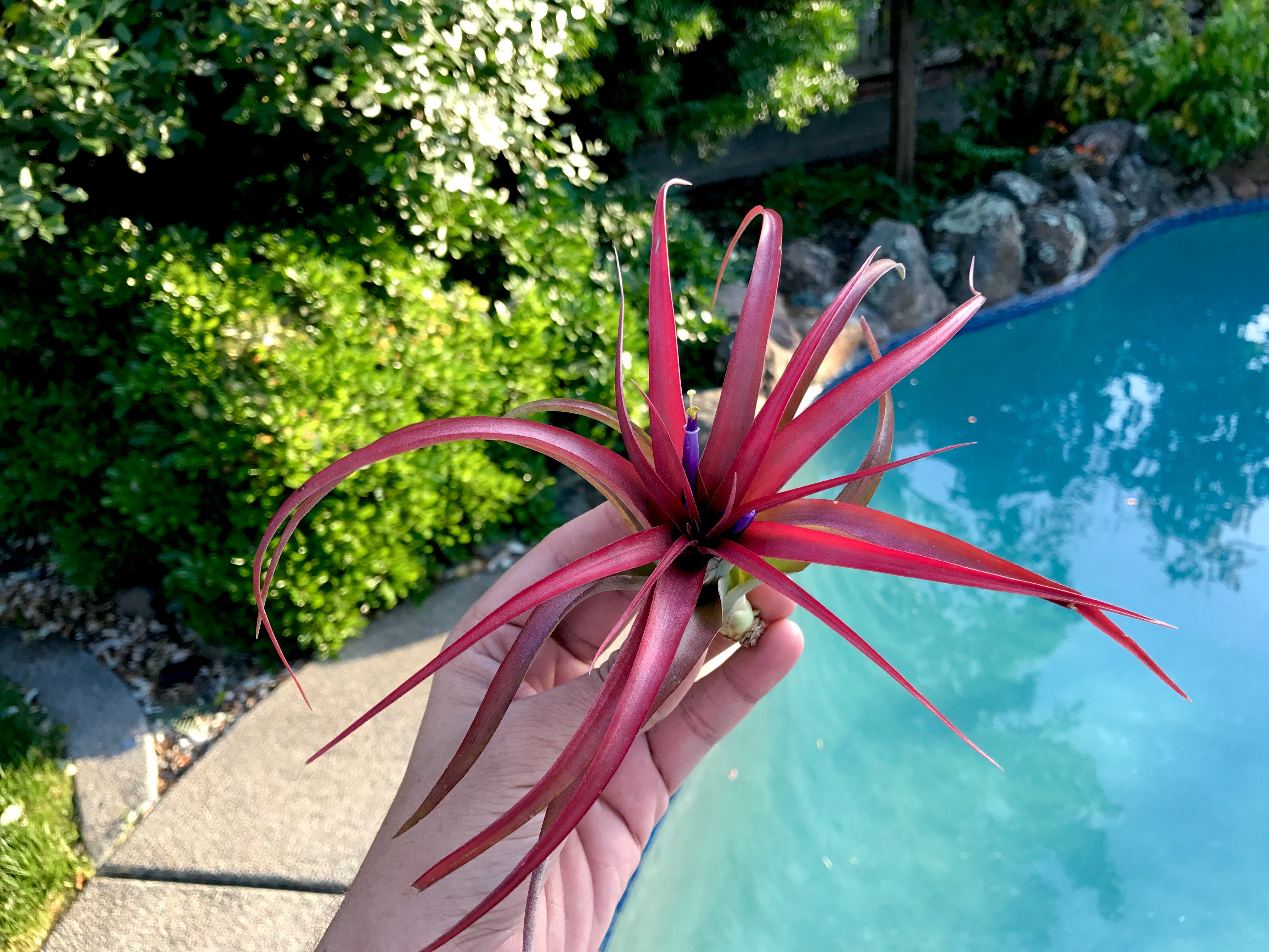 Brachycaulos - Air Plant Hub 