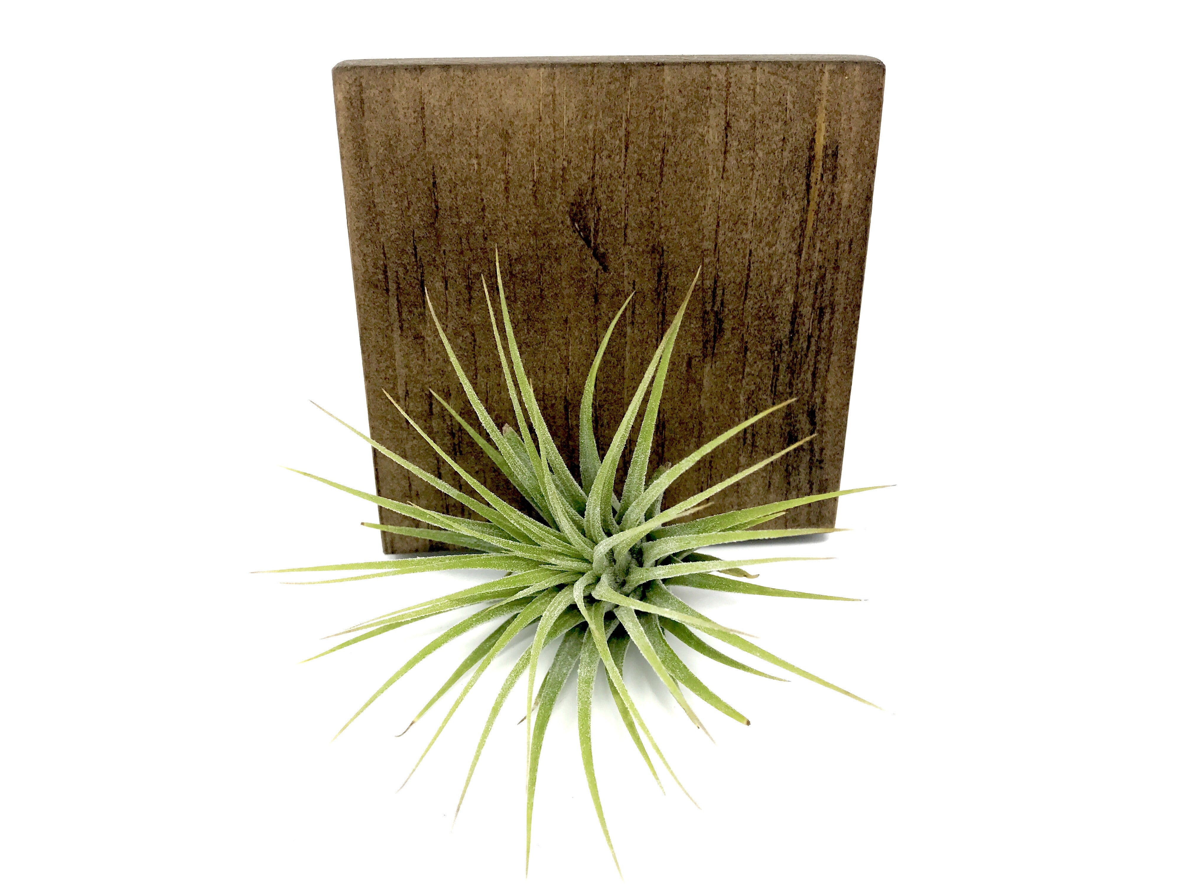 Tillandsia Ionantha Guatemala Easy Care Air Plant Beginner Friendly For Sale