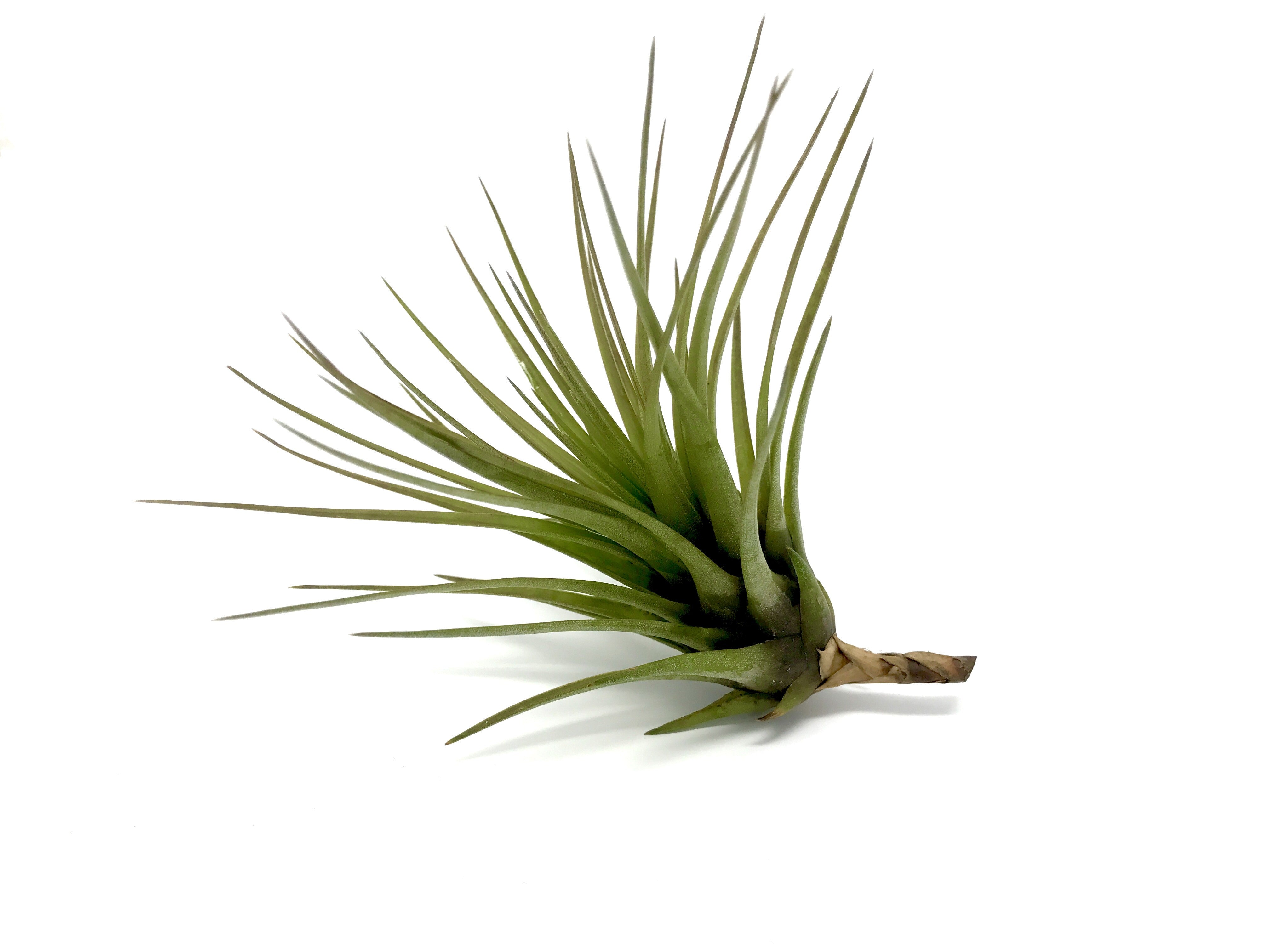 melanocrater air plant Tricolor v Melanocrater