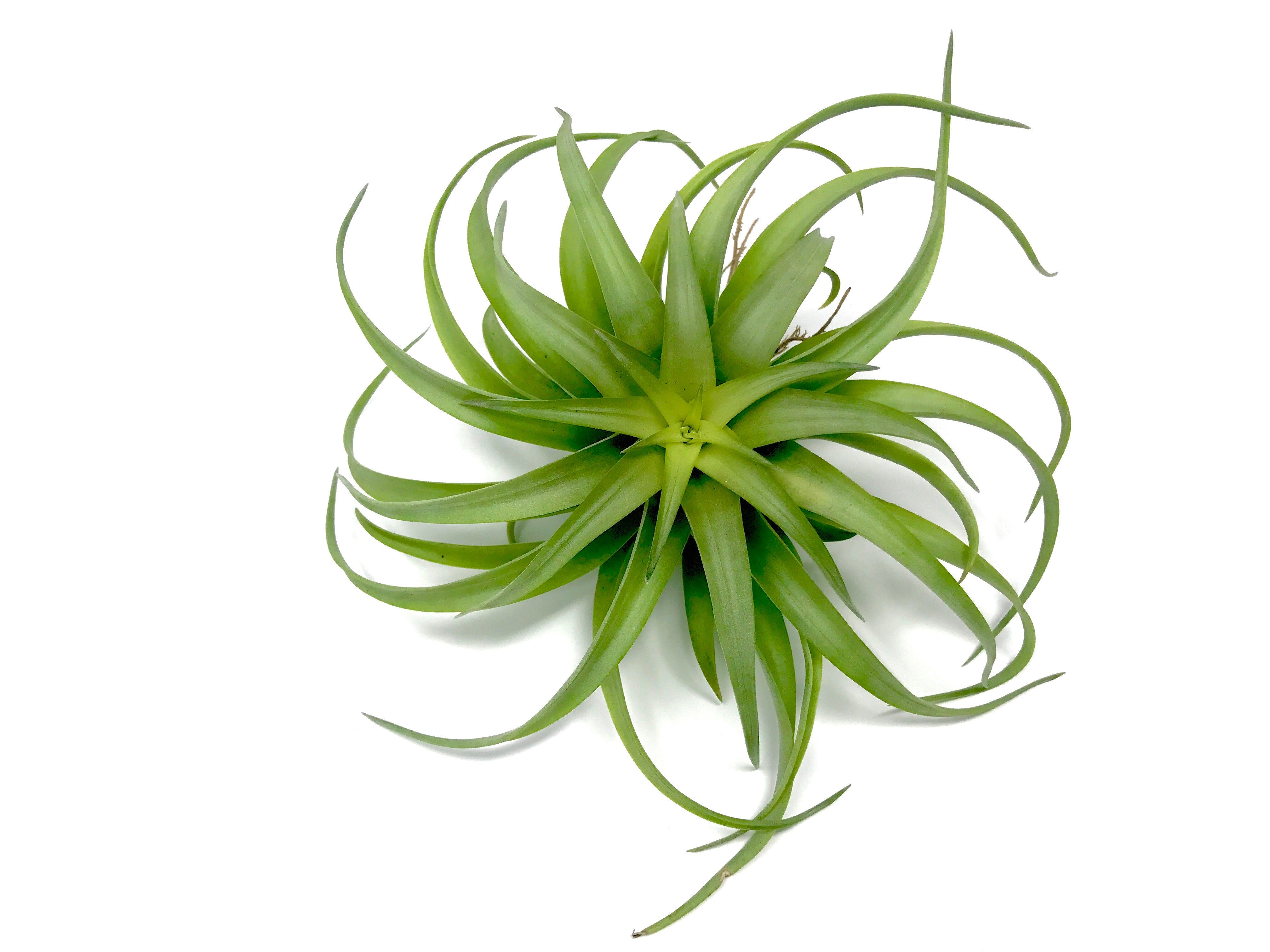 Brachycaulos - Air Plant Hub 