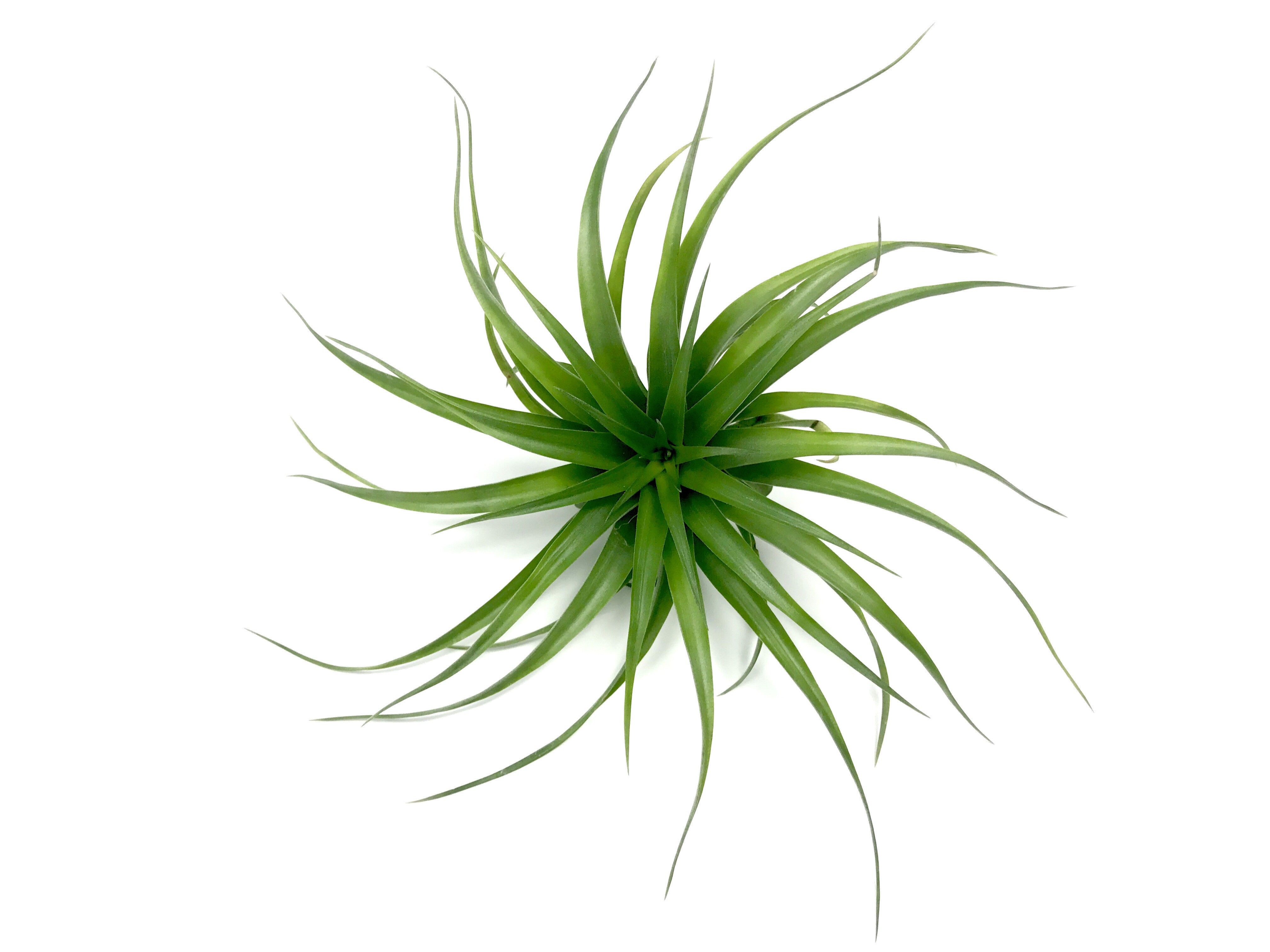 Stricta Green <br> (Not Currently In Bloom) - Air Plant Hub 