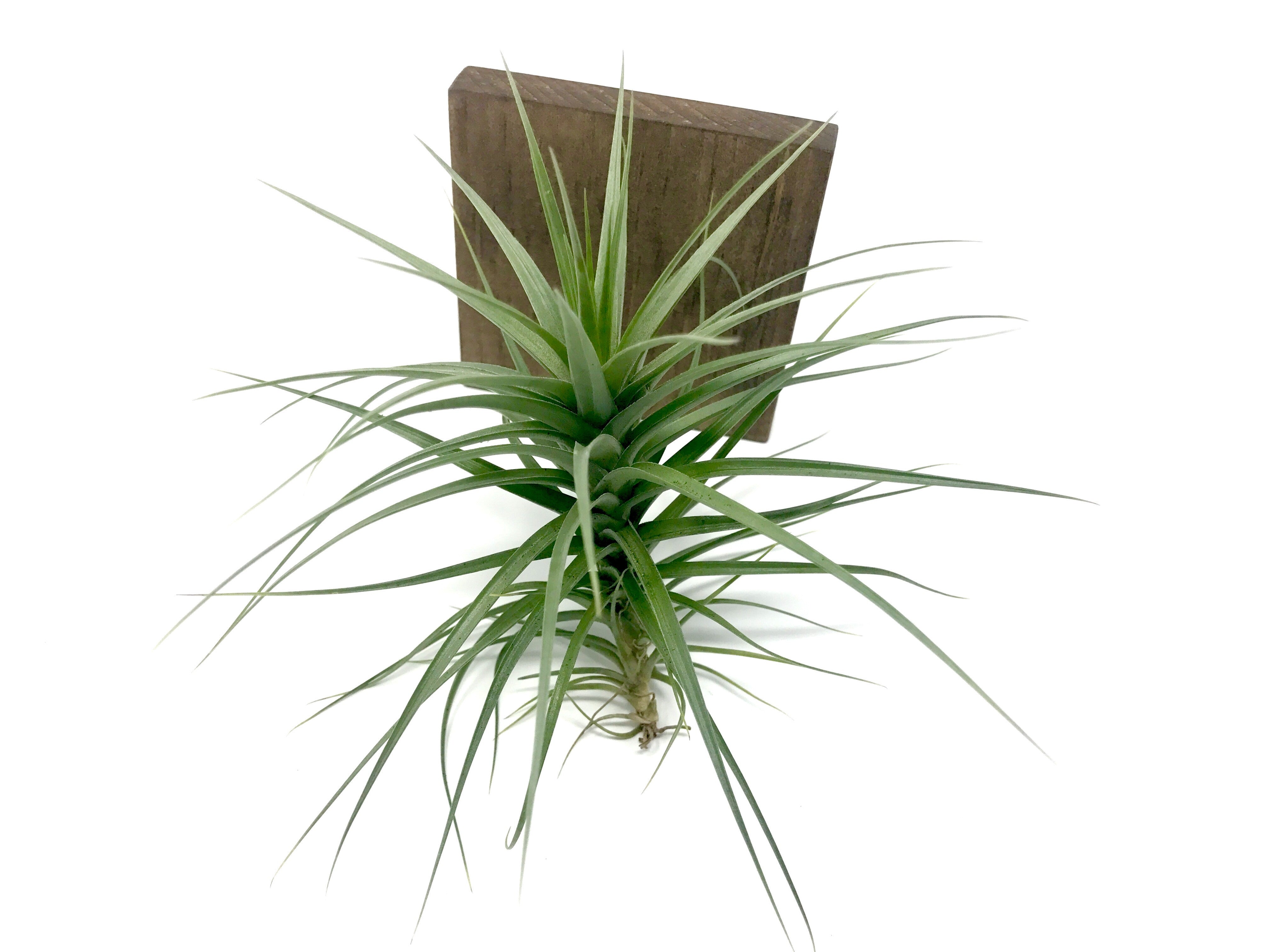 Aeranthos / Bergeri - Air Plant Hub 