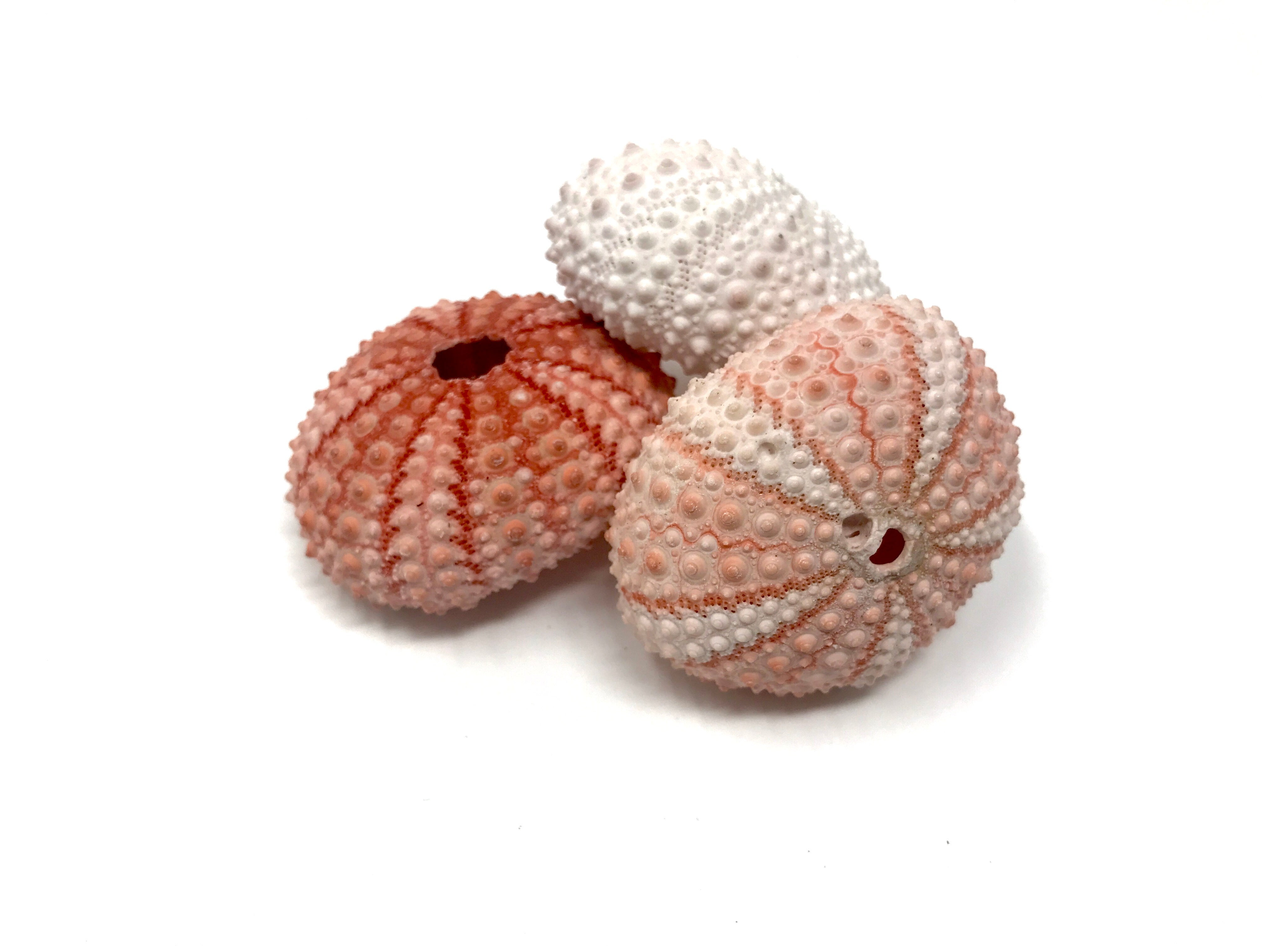 Bulk Lot of 50+ Sea Urchin Shells (1.5" - 2") $1.20 Per Shell - Air Plant Hub 