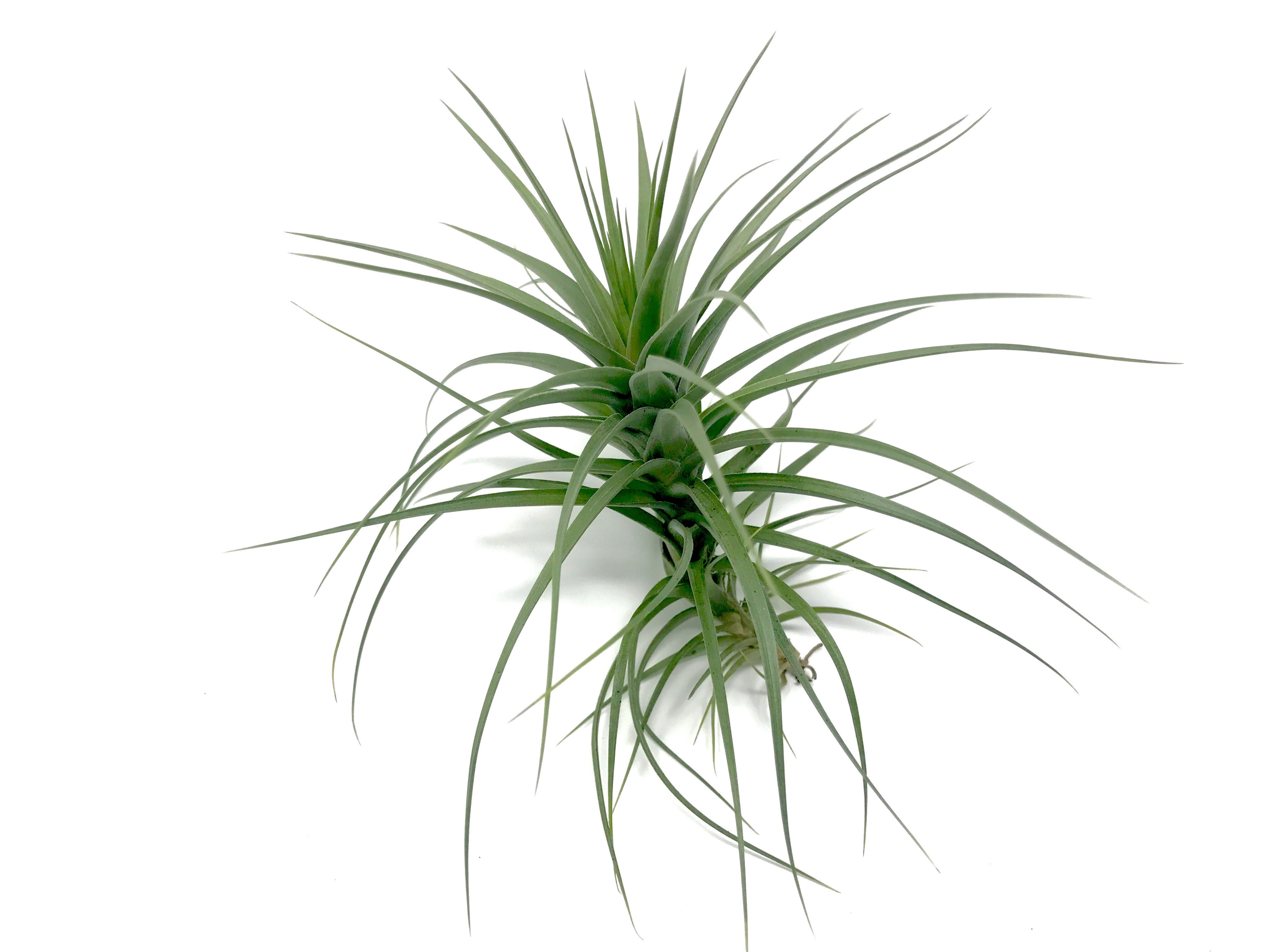 Aeranthos / Bergeri - Air Plant Hub 