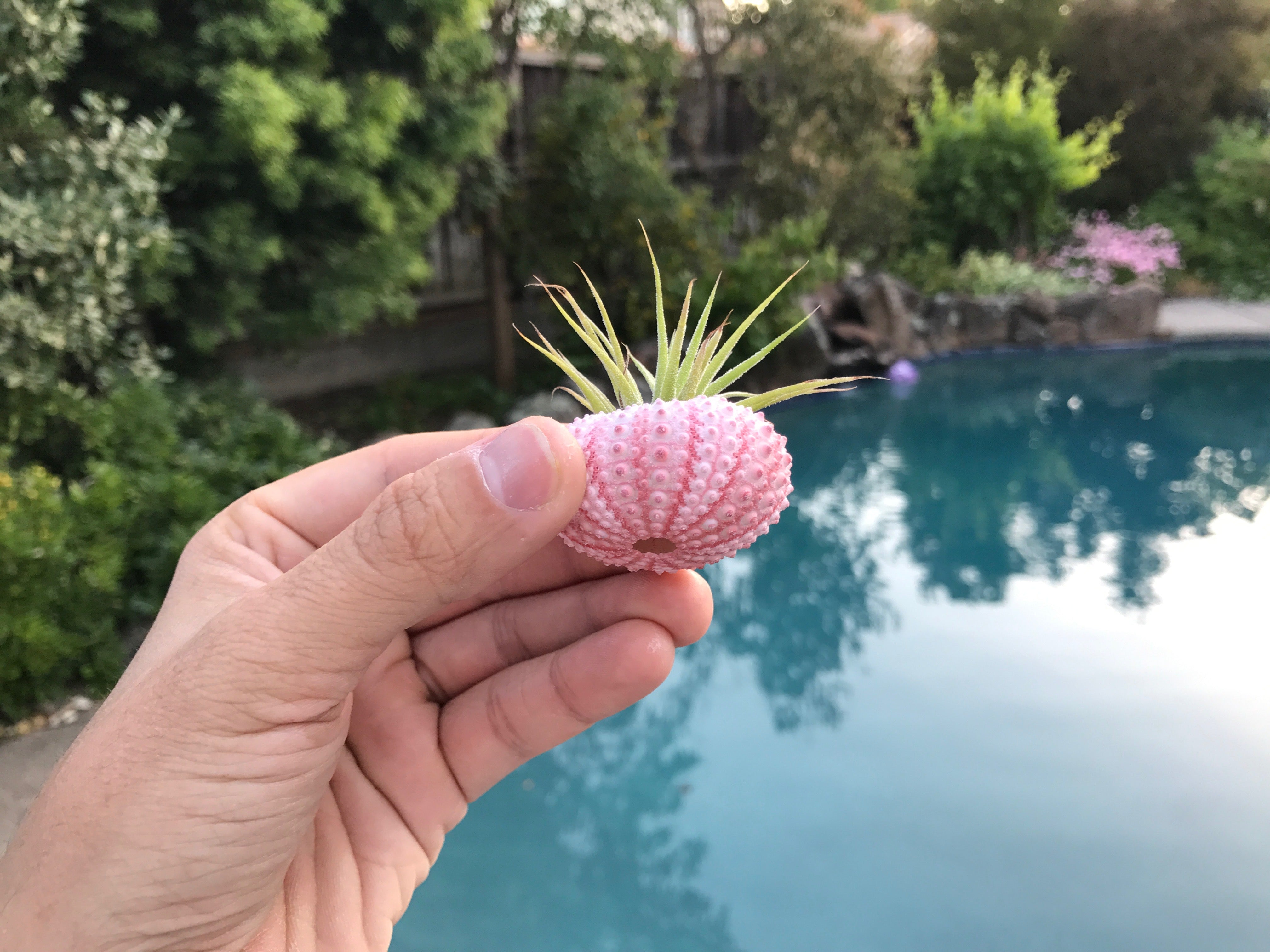 Air Plant & Sea Urchin Shell Combo - Air Plant Hub 